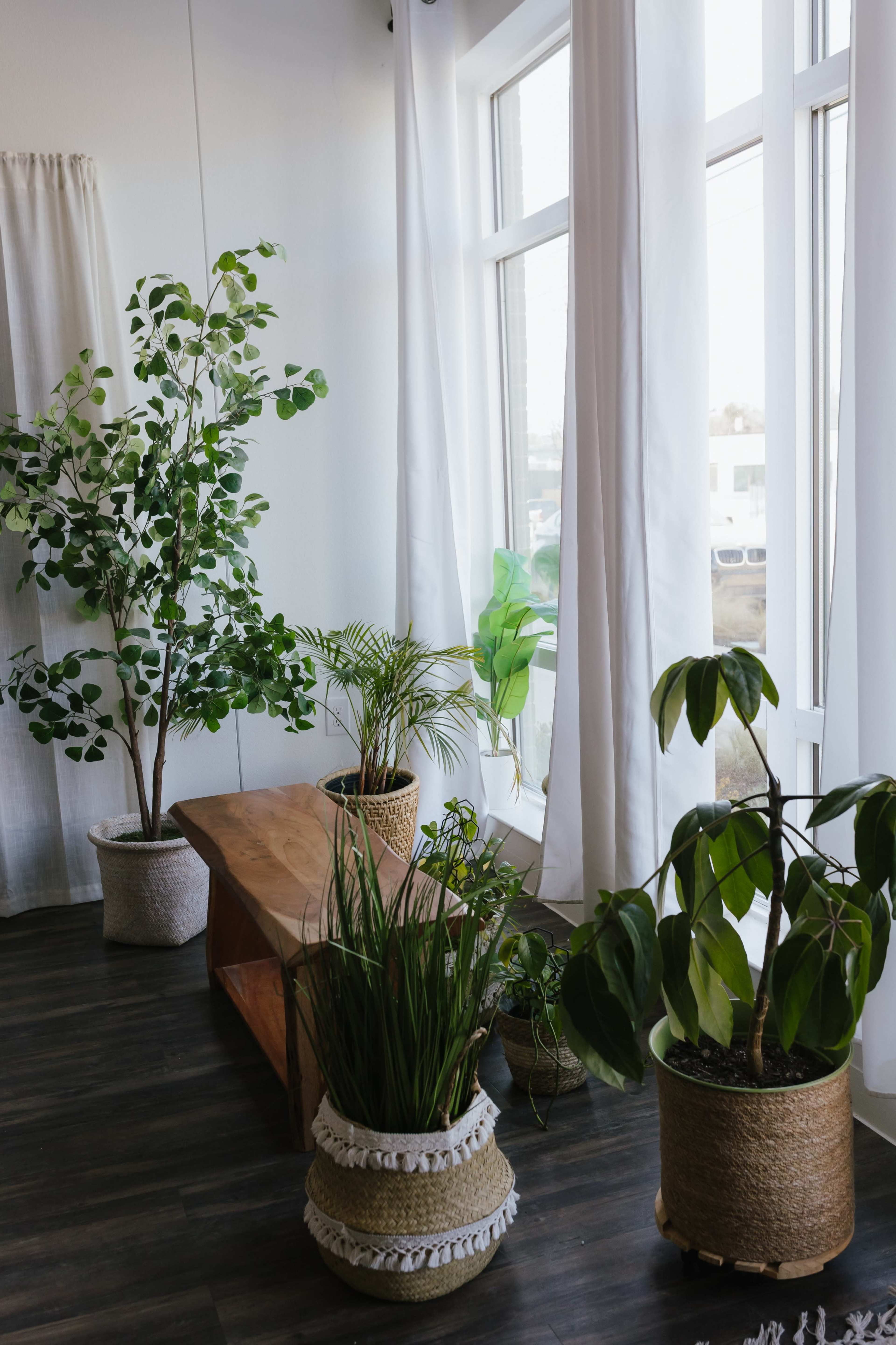 The scene shows a bright room with large windows, a wooden coffee table, and several potted indoor plants.