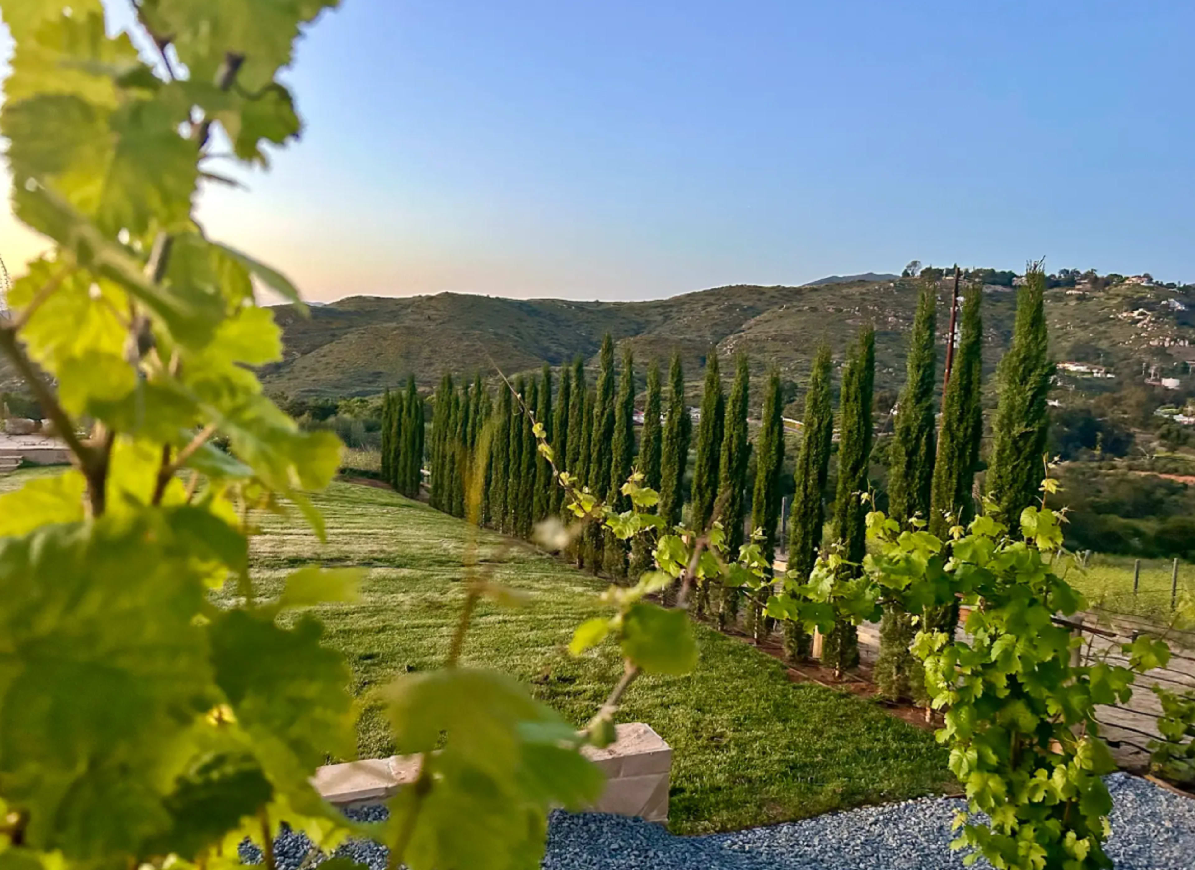 The image shows a row of tall cypress trees lined along a hillside, with green grapevines in the foreground and rolling hills in the background.