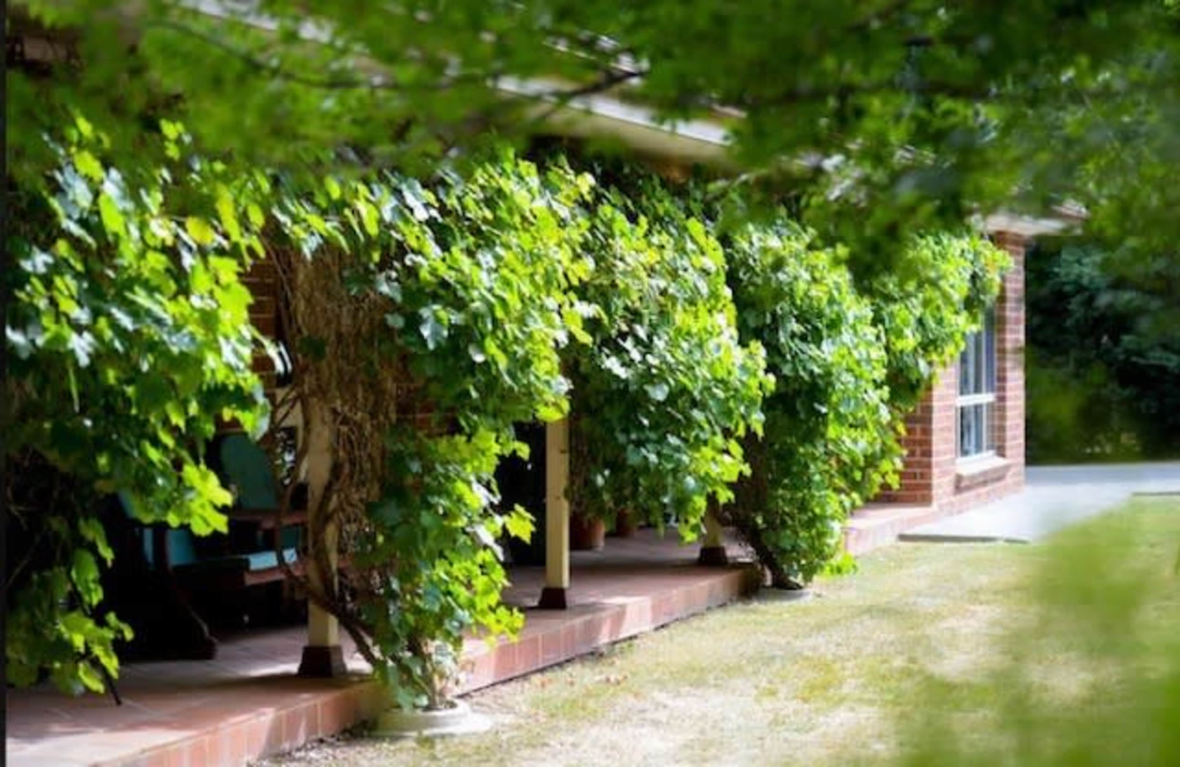 A brick house features a porch covered in lush green vines along the front.