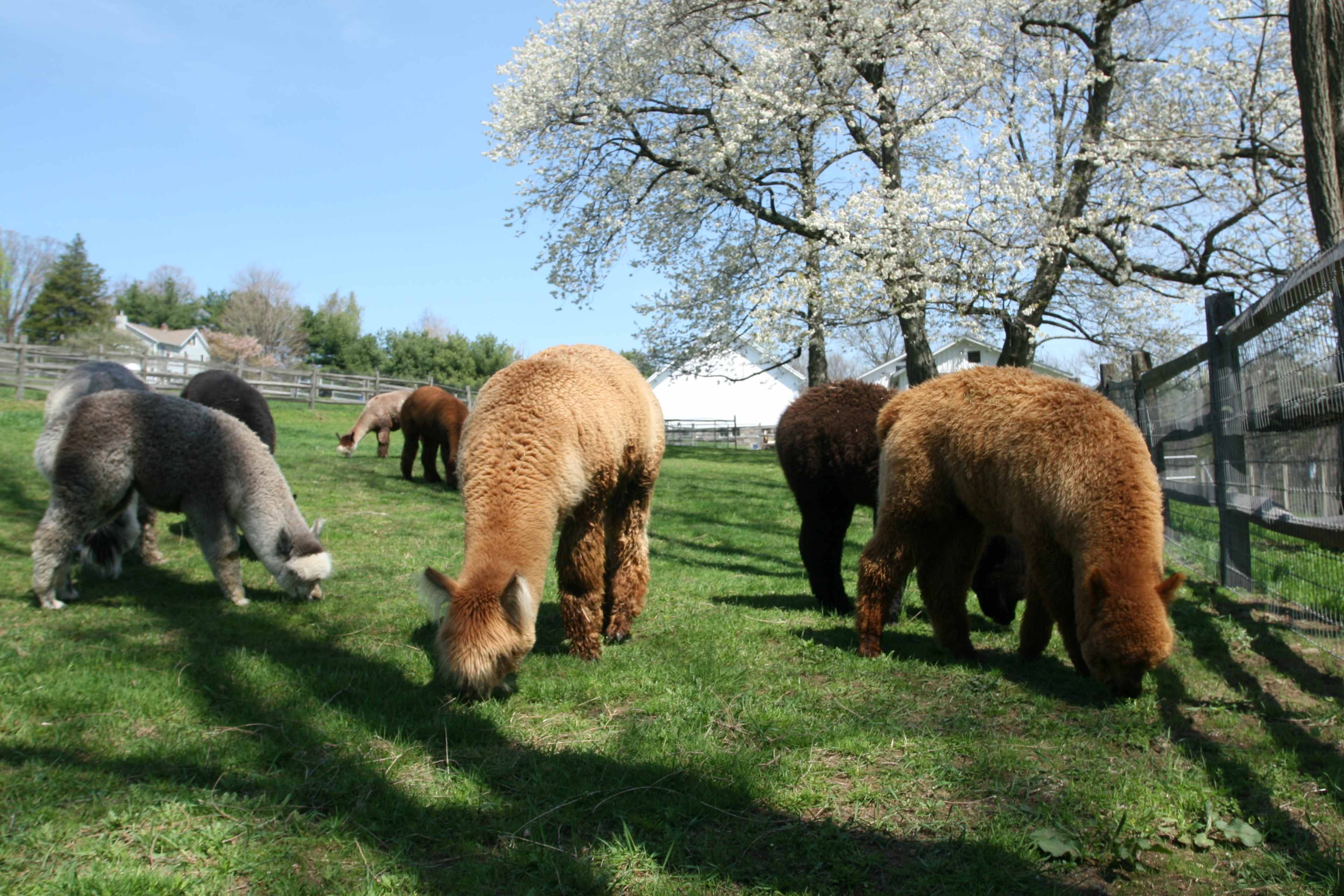 Several alpacas graze on green grass near a fence with flowering trees in the background.