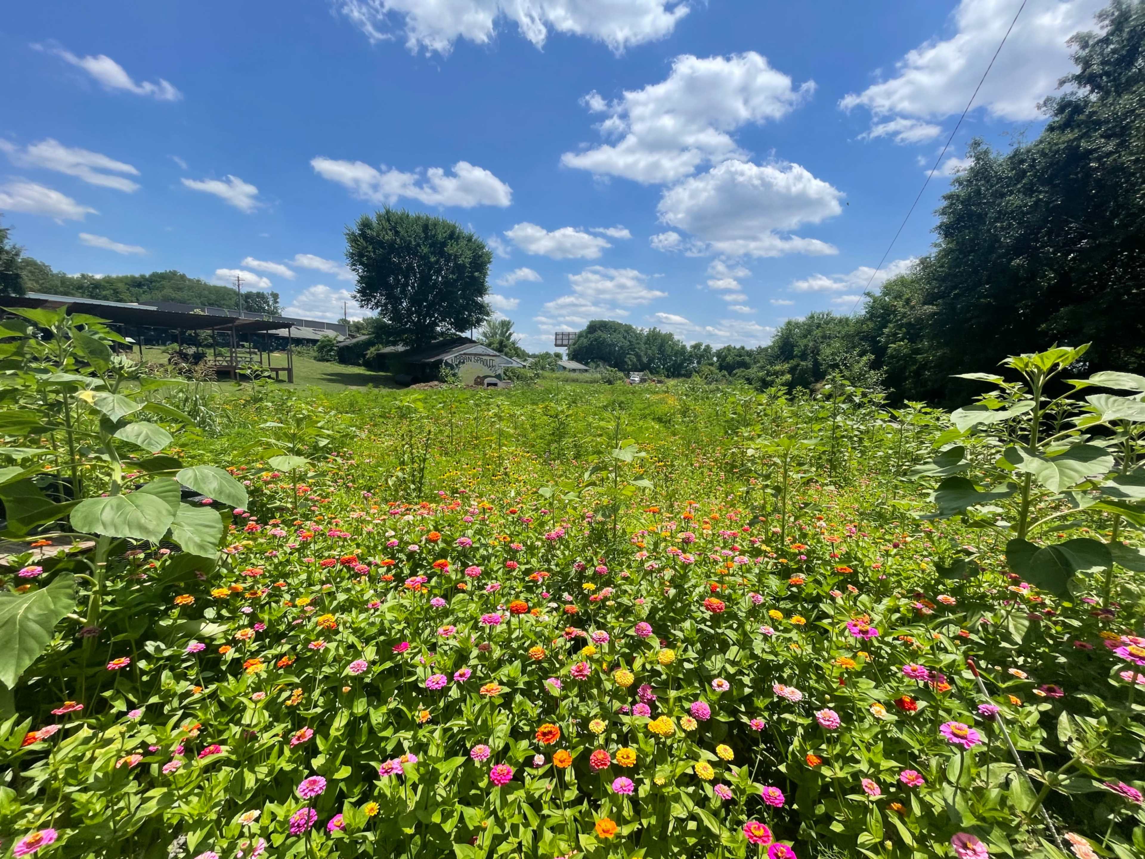 A vibrant field of wildflowers filled with various colors stretches under a blue sky with scattered clouds.