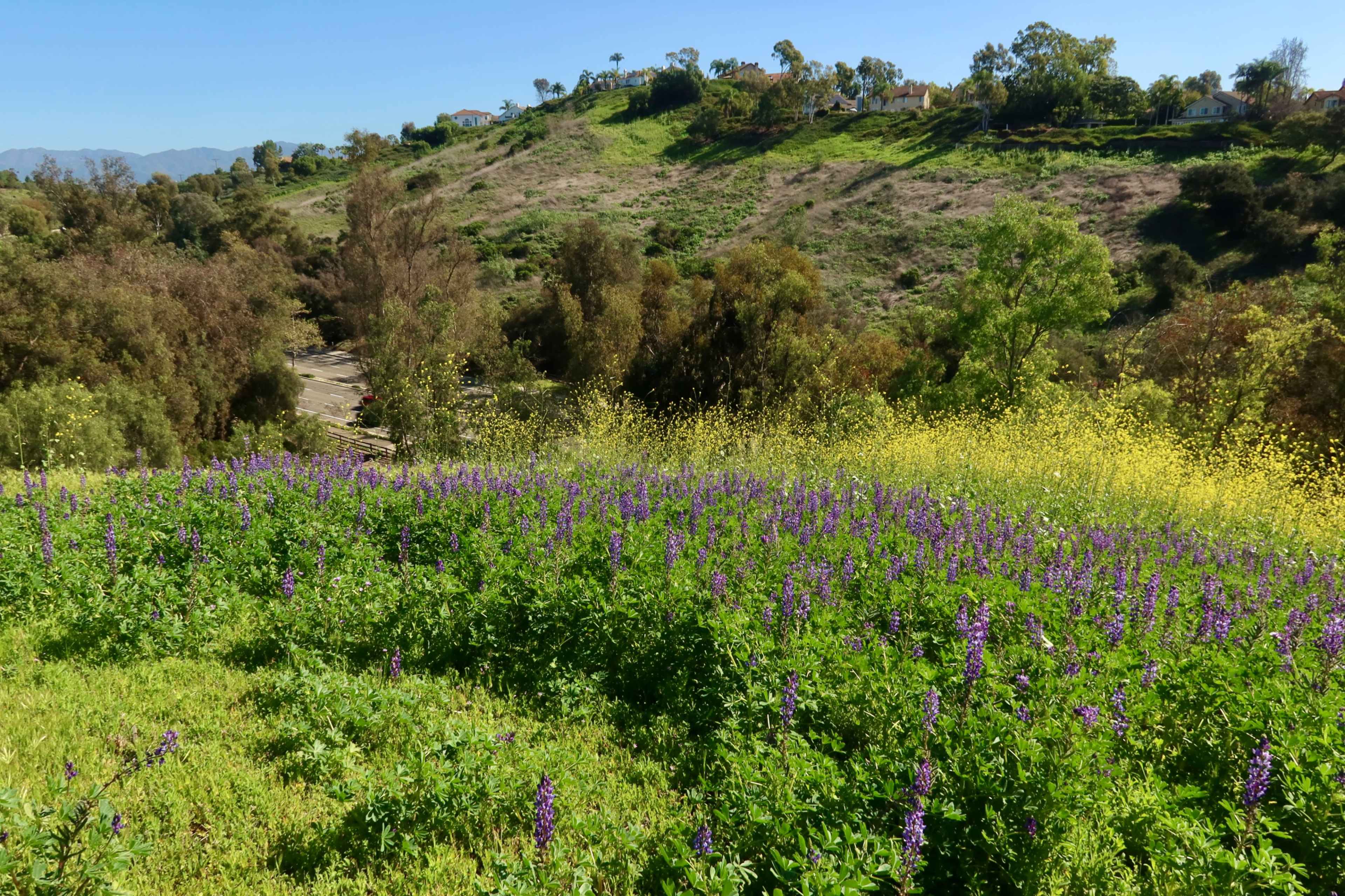 A vibrant field of purple flowers stretches across a hillside, surrounded by green plants and a clear blue sky.
