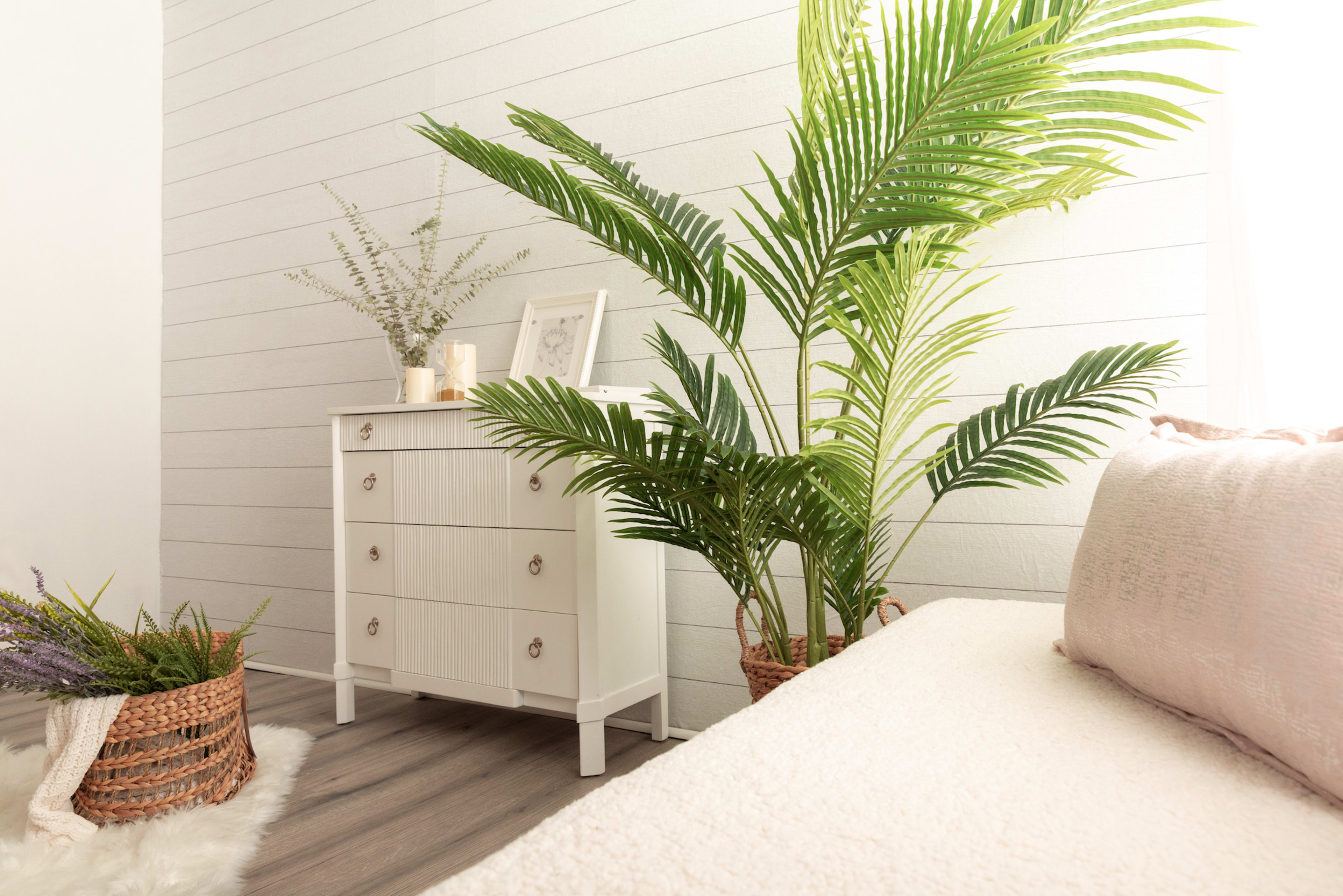 A bright room features a white dresser beside a large potted plant and a cozy sofa.