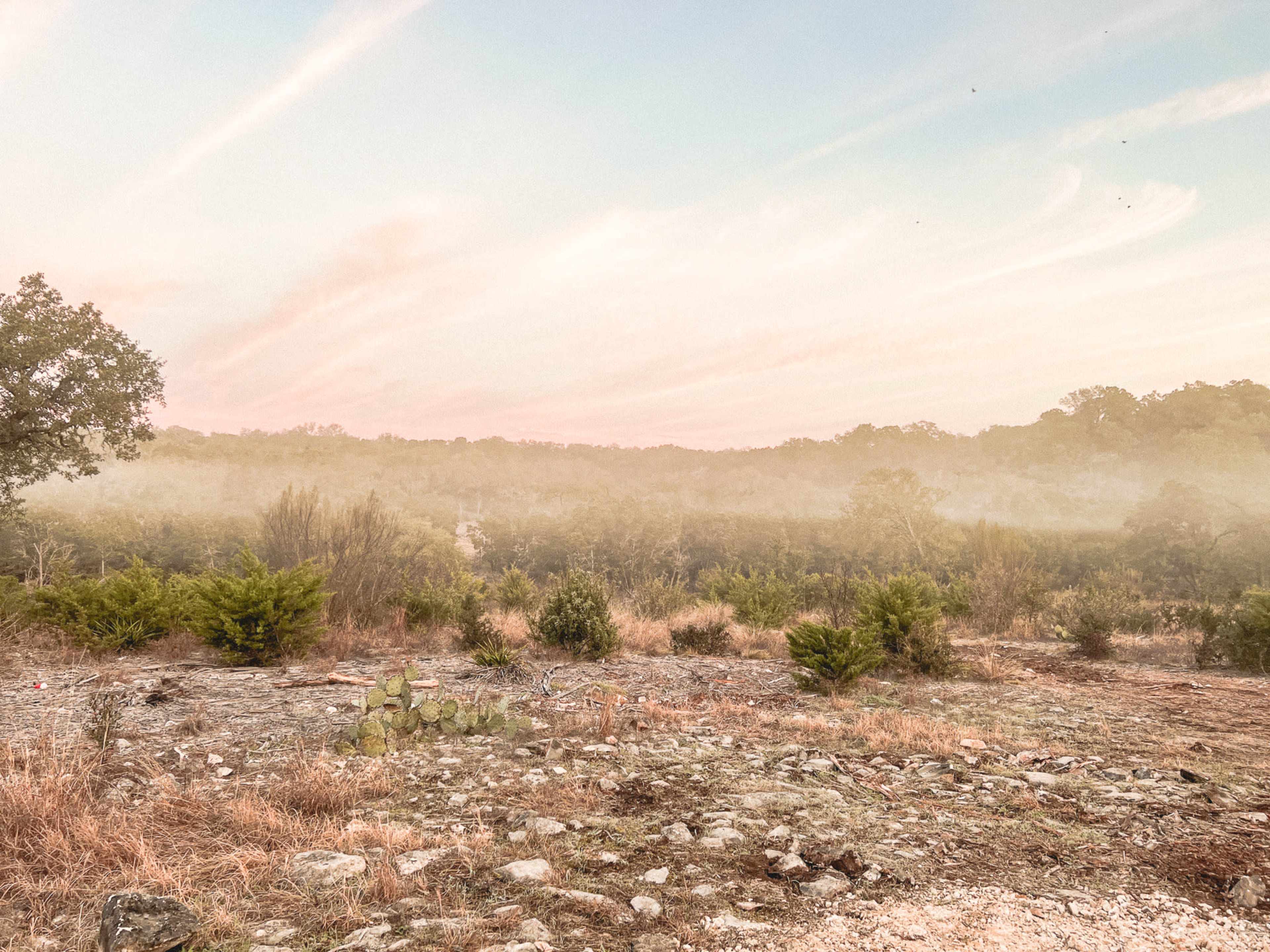 A misty landscape with low shrubs and trees under a pastel sky at dawn.