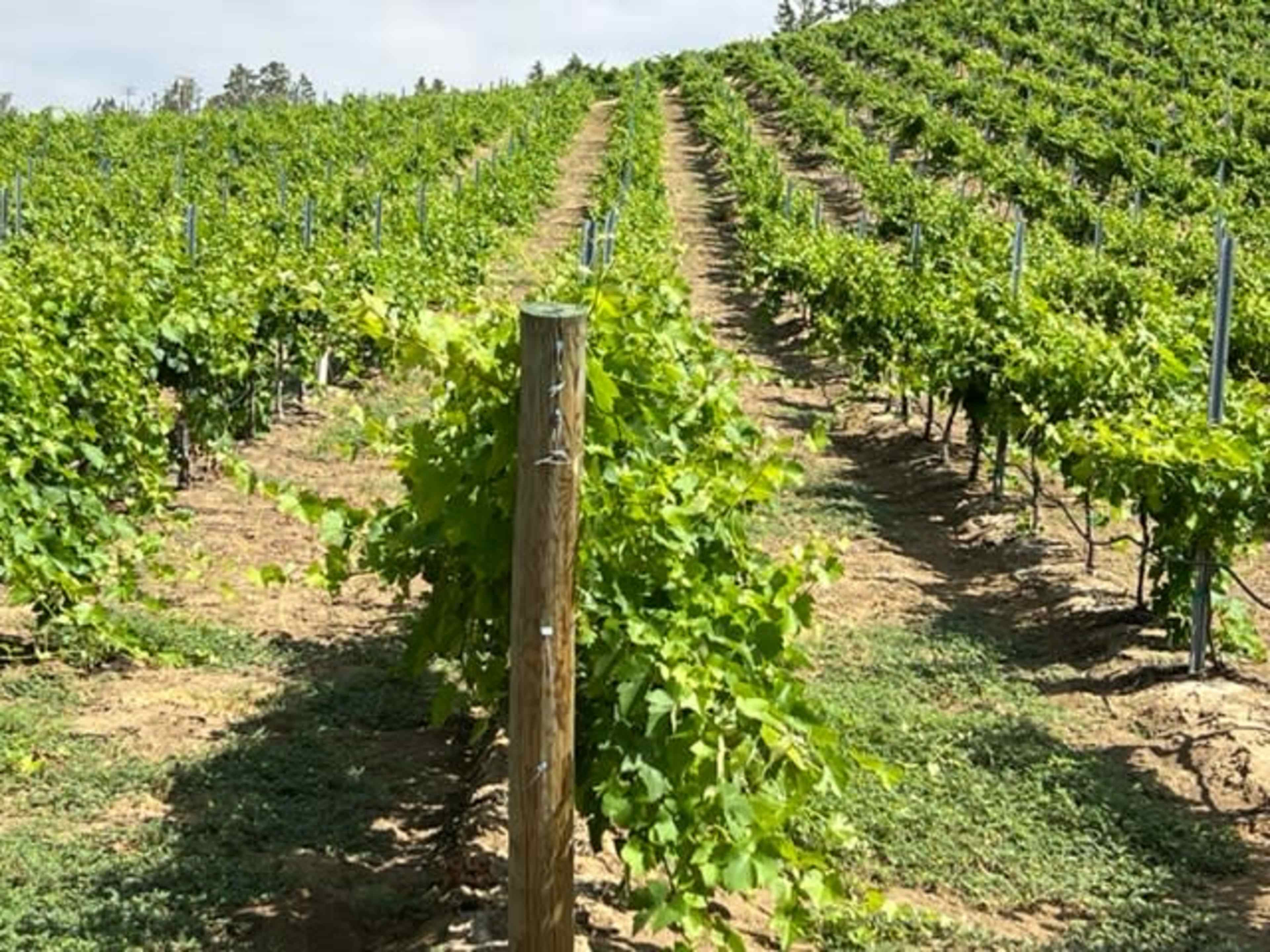 Rows of grapevines stretch across a hillside in a vineyard.