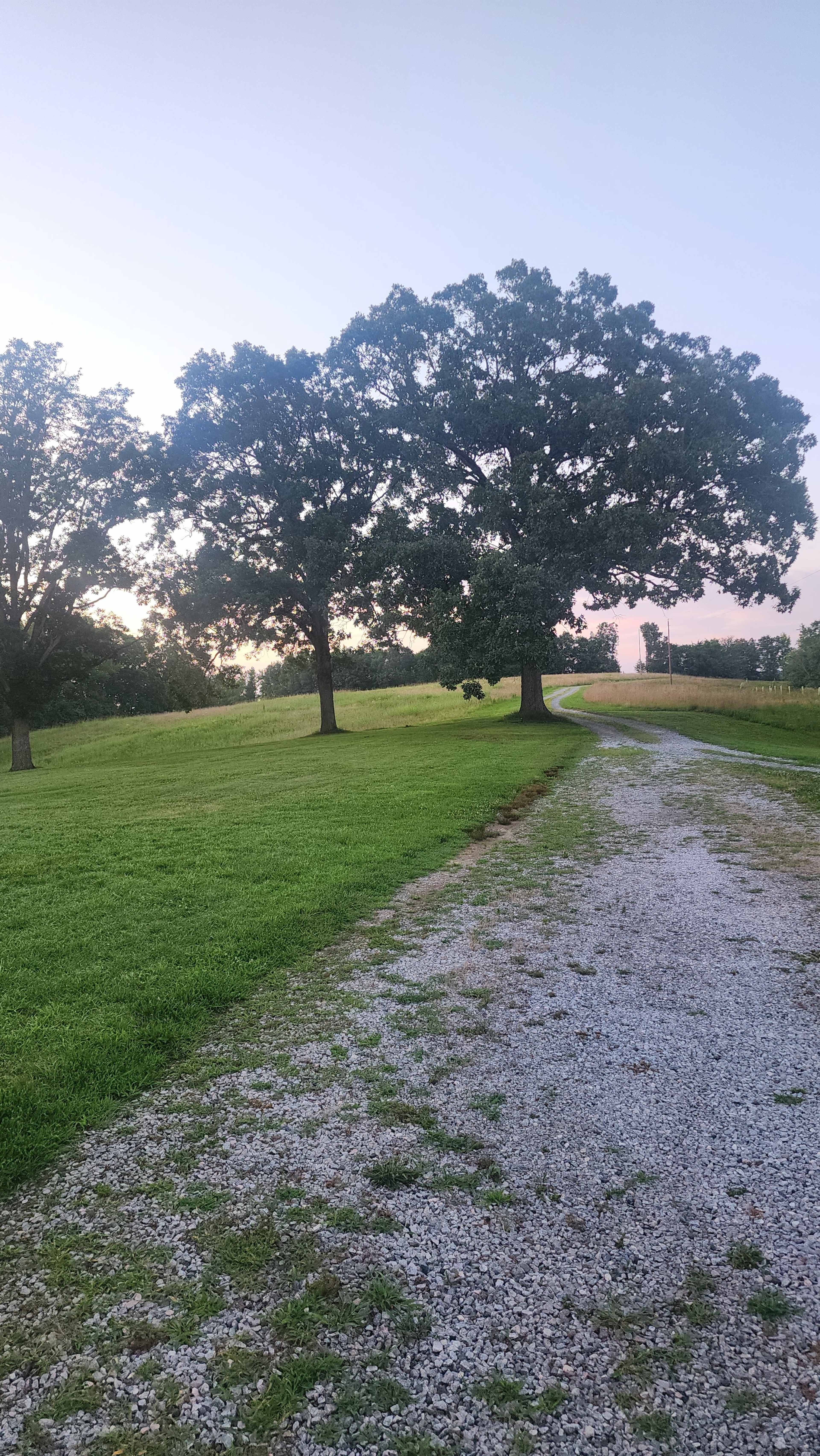 A gravel pathway winds through a grassy field lined with two large trees against a soft evening sky.