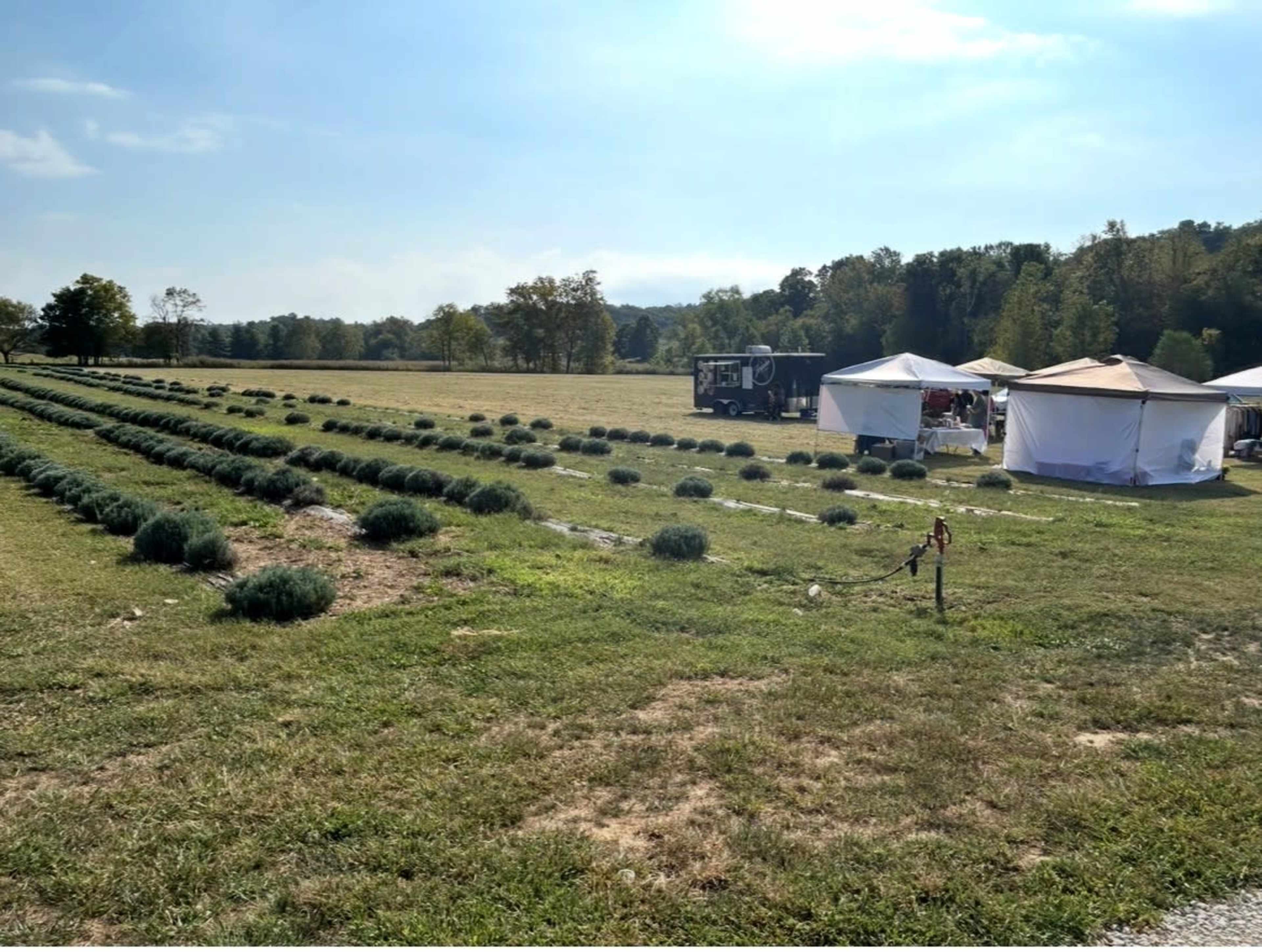 A field with neatly arranged rows of lavender and several tents set up in the background.