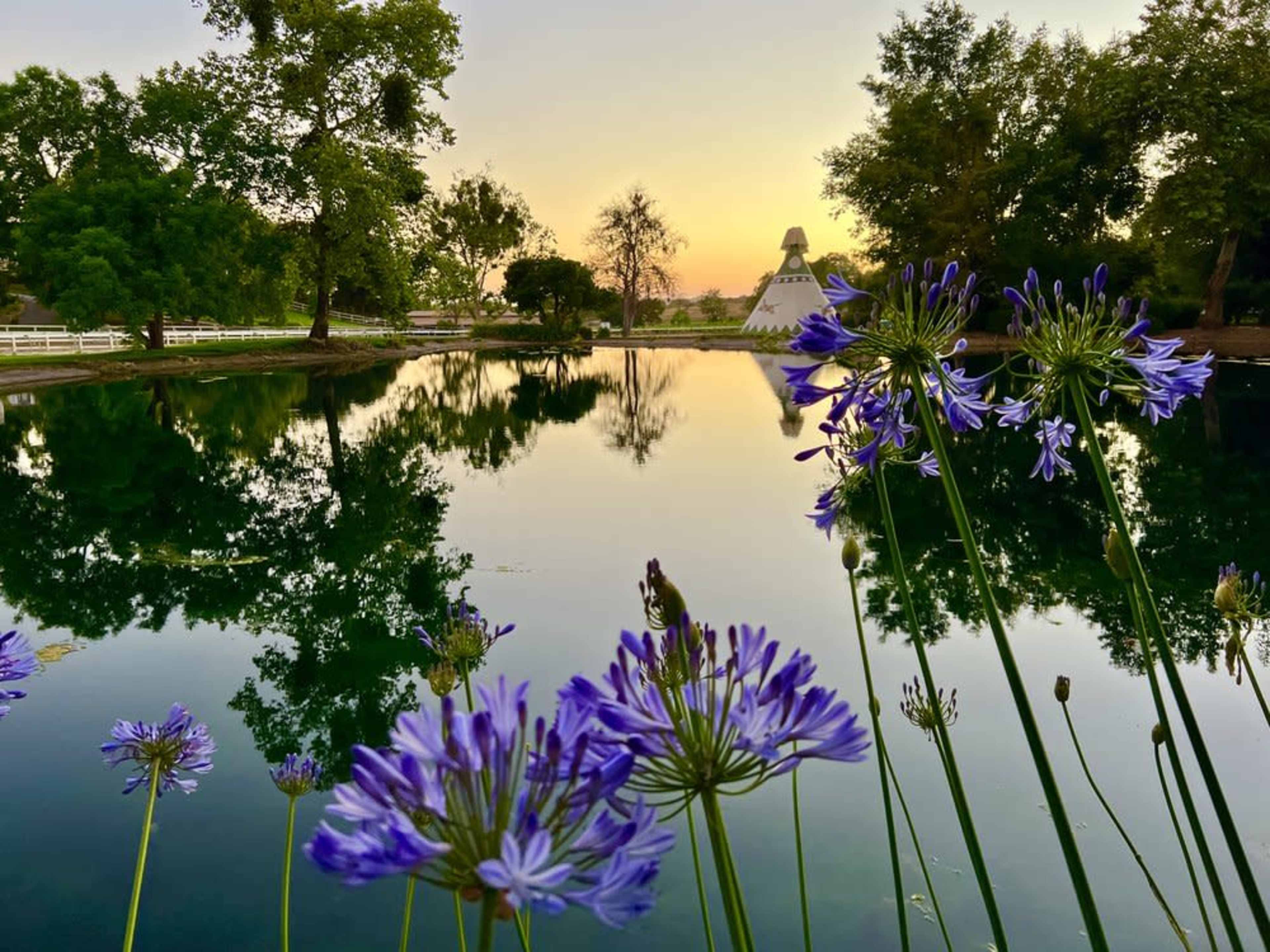 A tranquil pond with purple flowers in the foreground, reflecting trees and a structure resembling a teepee under a sunset sky.