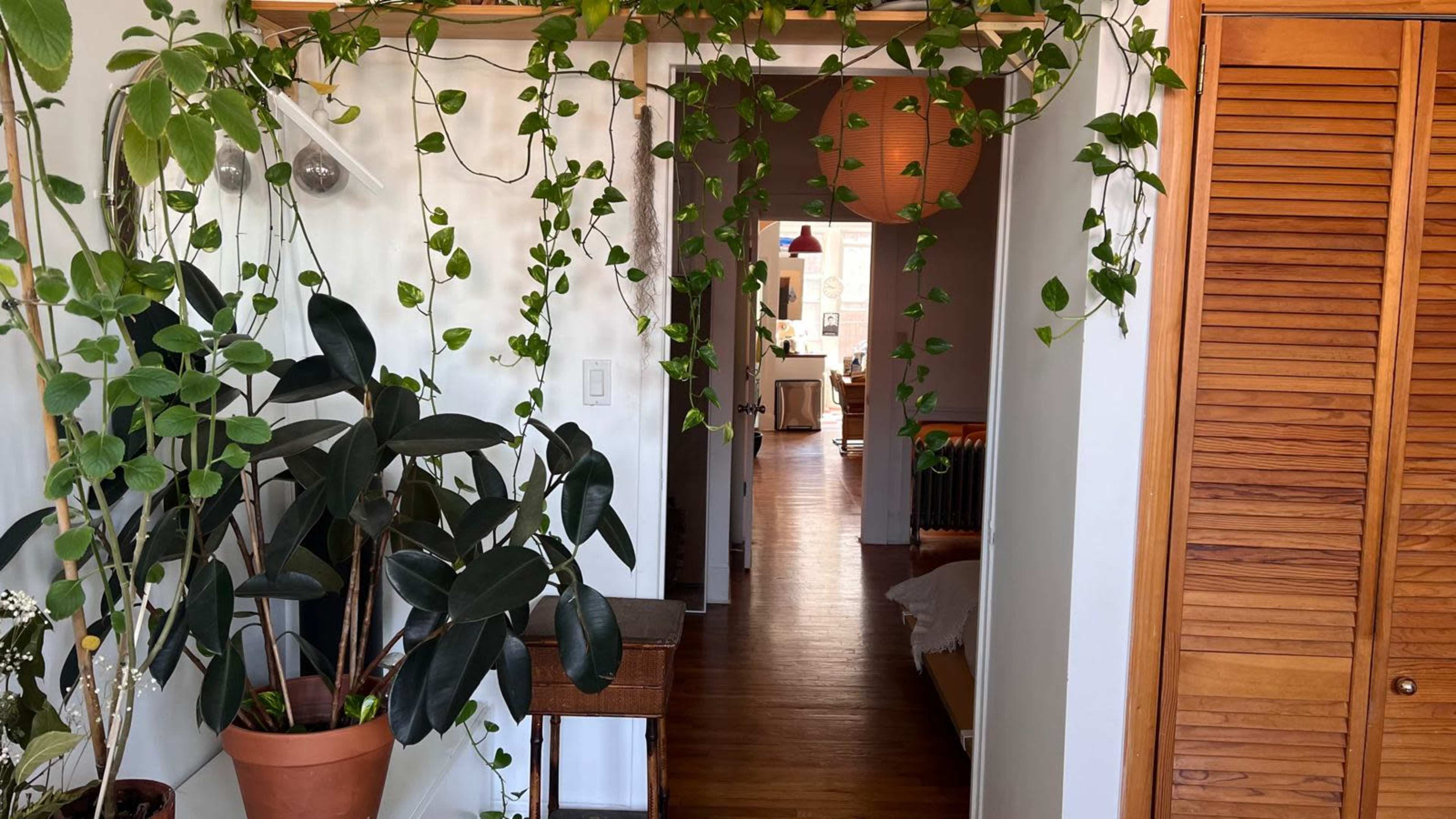 The image shows a hallway adorned with hanging plants, leading to a brightly lit living space in the background and featuring a wooden closet on the right.