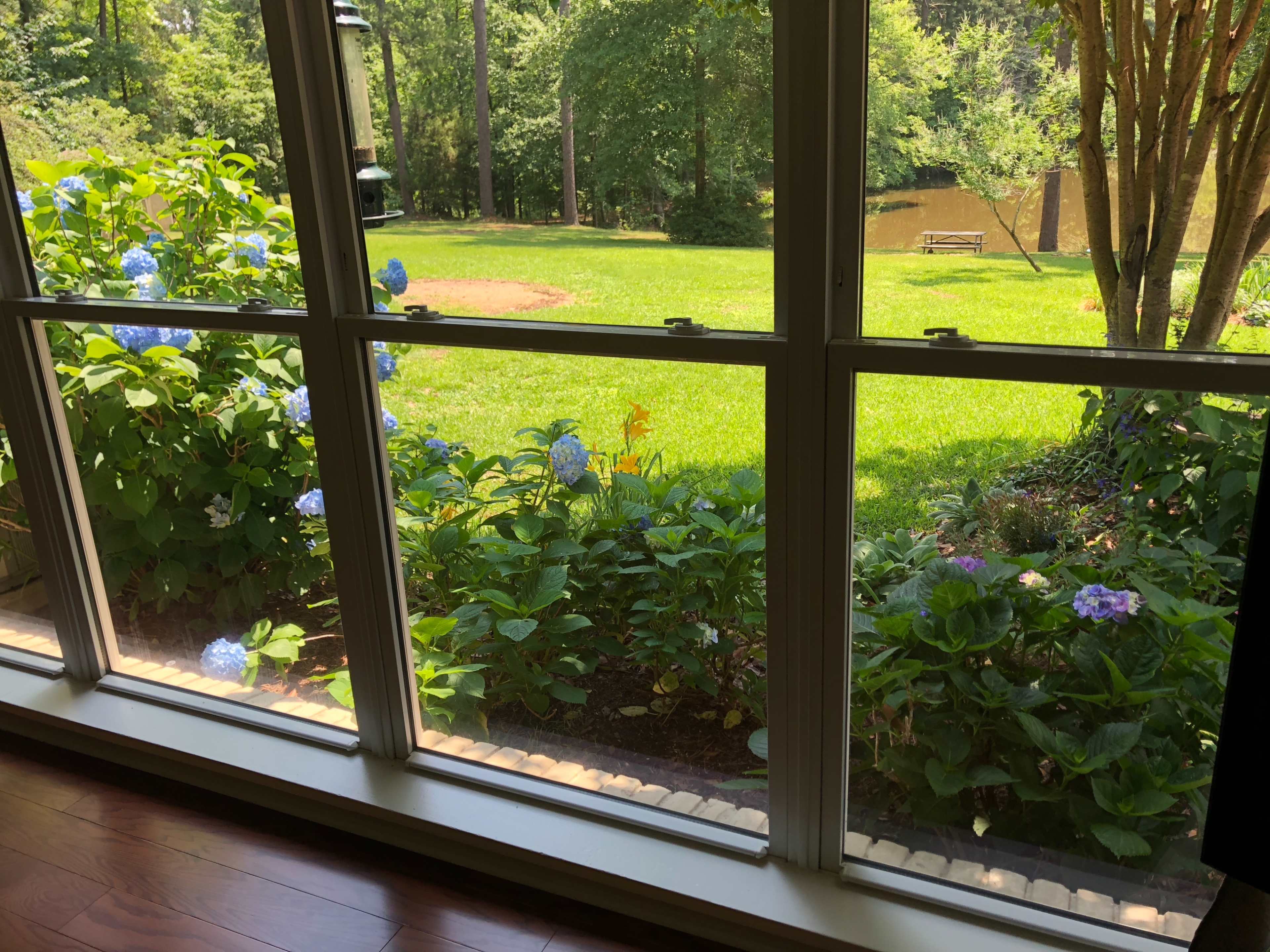 The image shows a view through a window featuring a garden with hydrangea bushes and a grassy area in the background.
