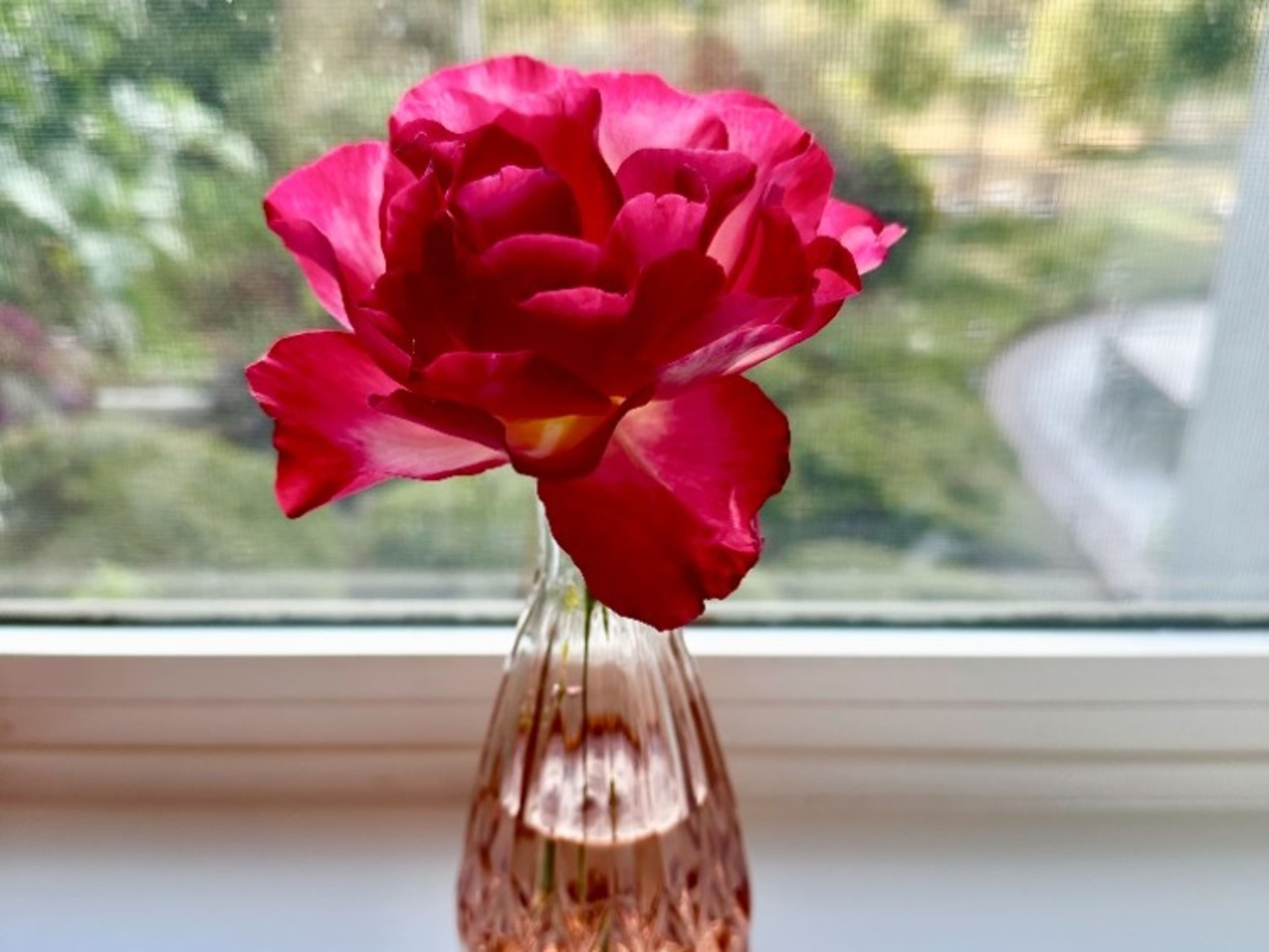 15 Bud Vases + Seasonal Flowers from Garden