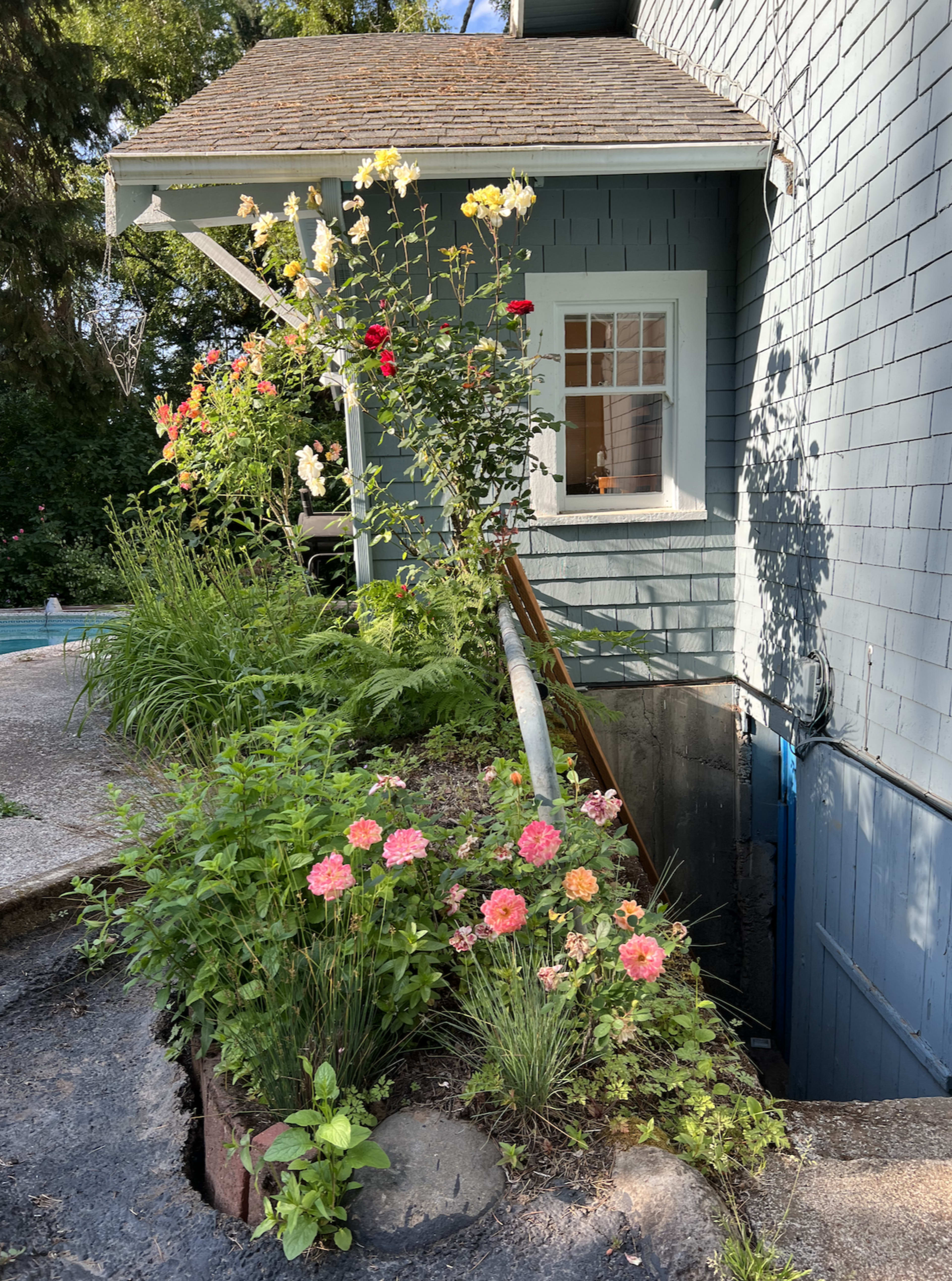 A blue house with a sloped garden features blooming roses and other flowers near a window.