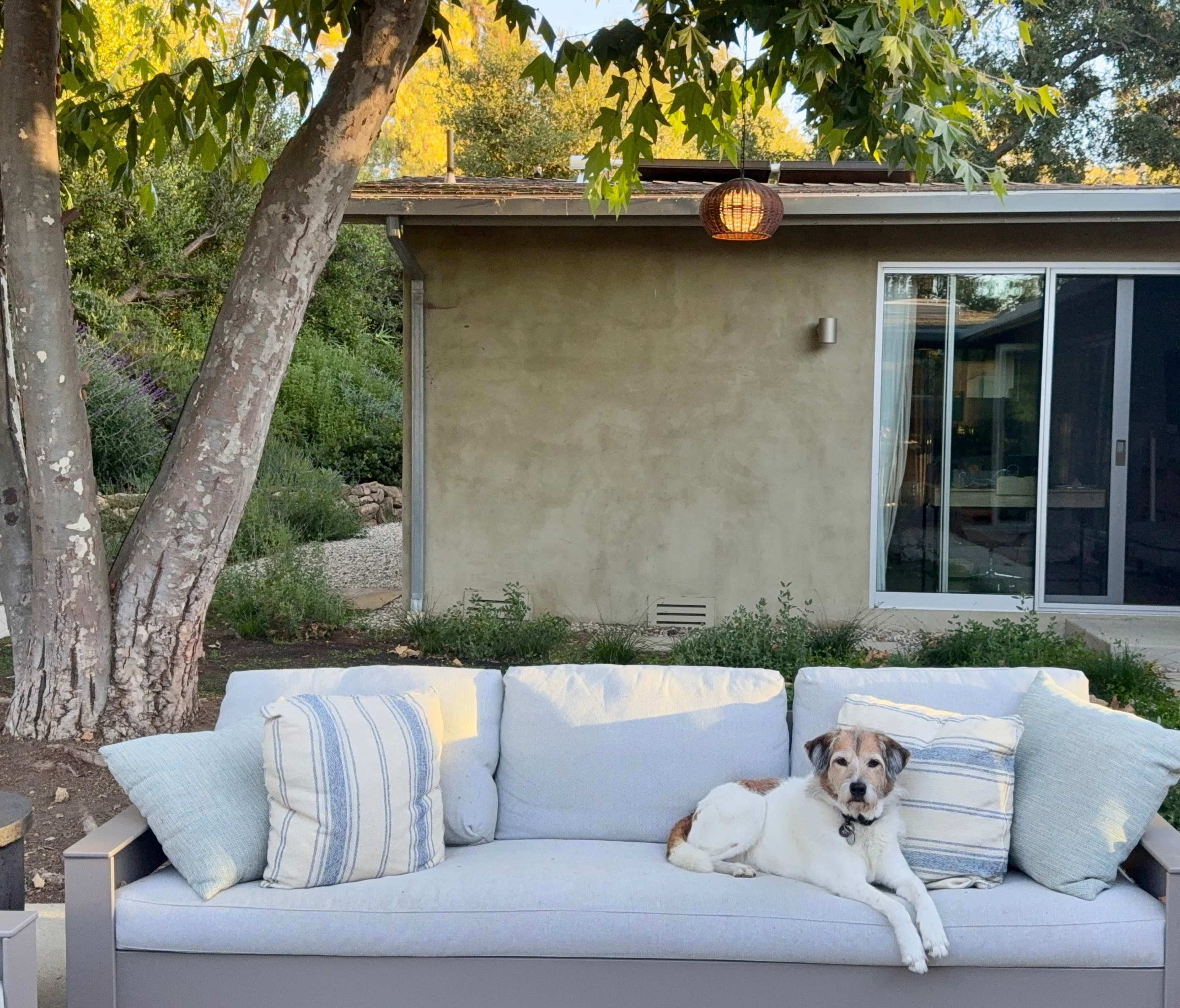 A dog rests on a couch with decorative pillows in a backyard setting featuring trees and a house in the background.
