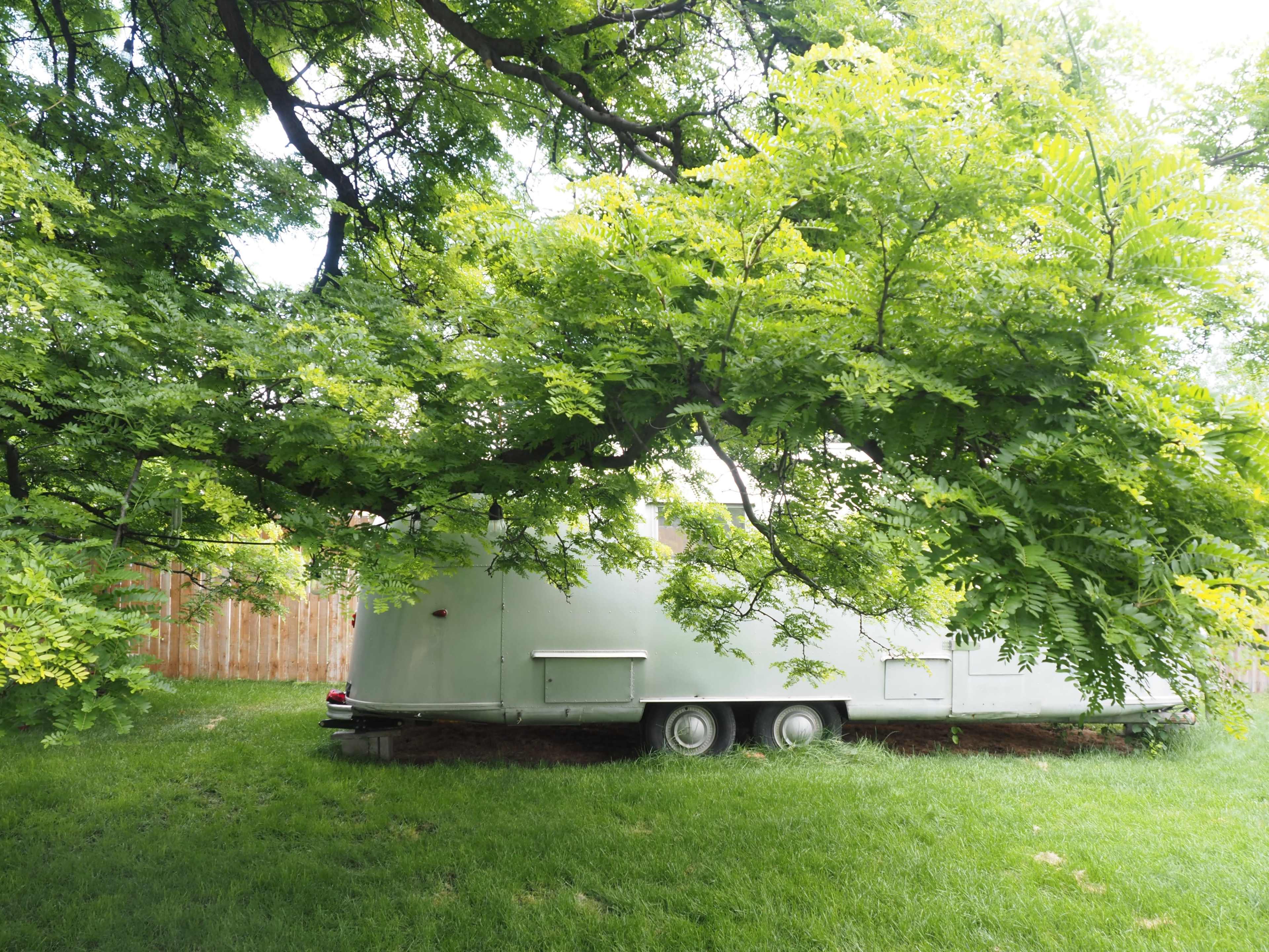 A vintage trailer is partially obscured by dense greenery in a backyard.