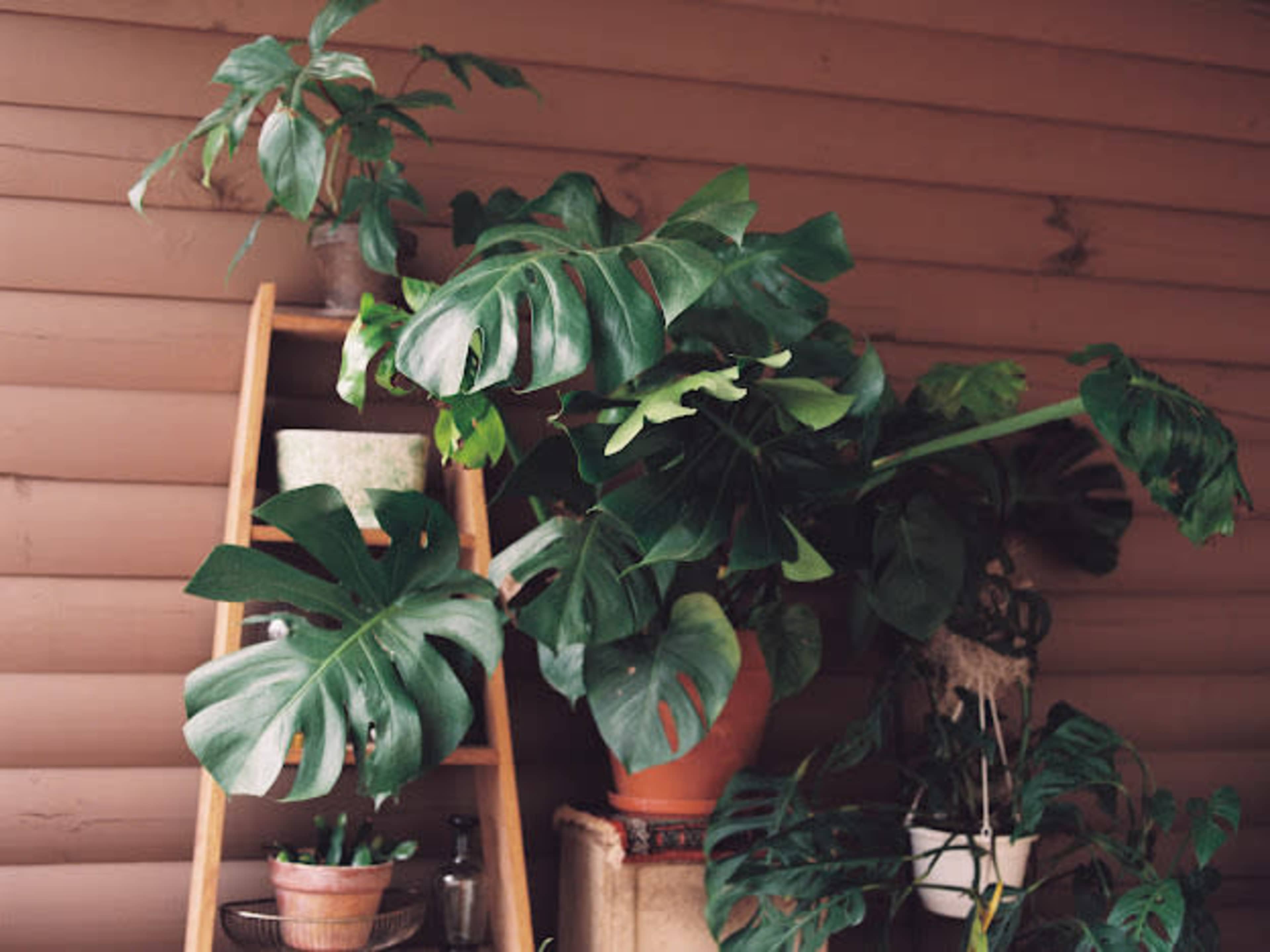 A wooden ladder display holds various potted plants, predominantly featuring large green Monstera leaves against a textured brown wall.