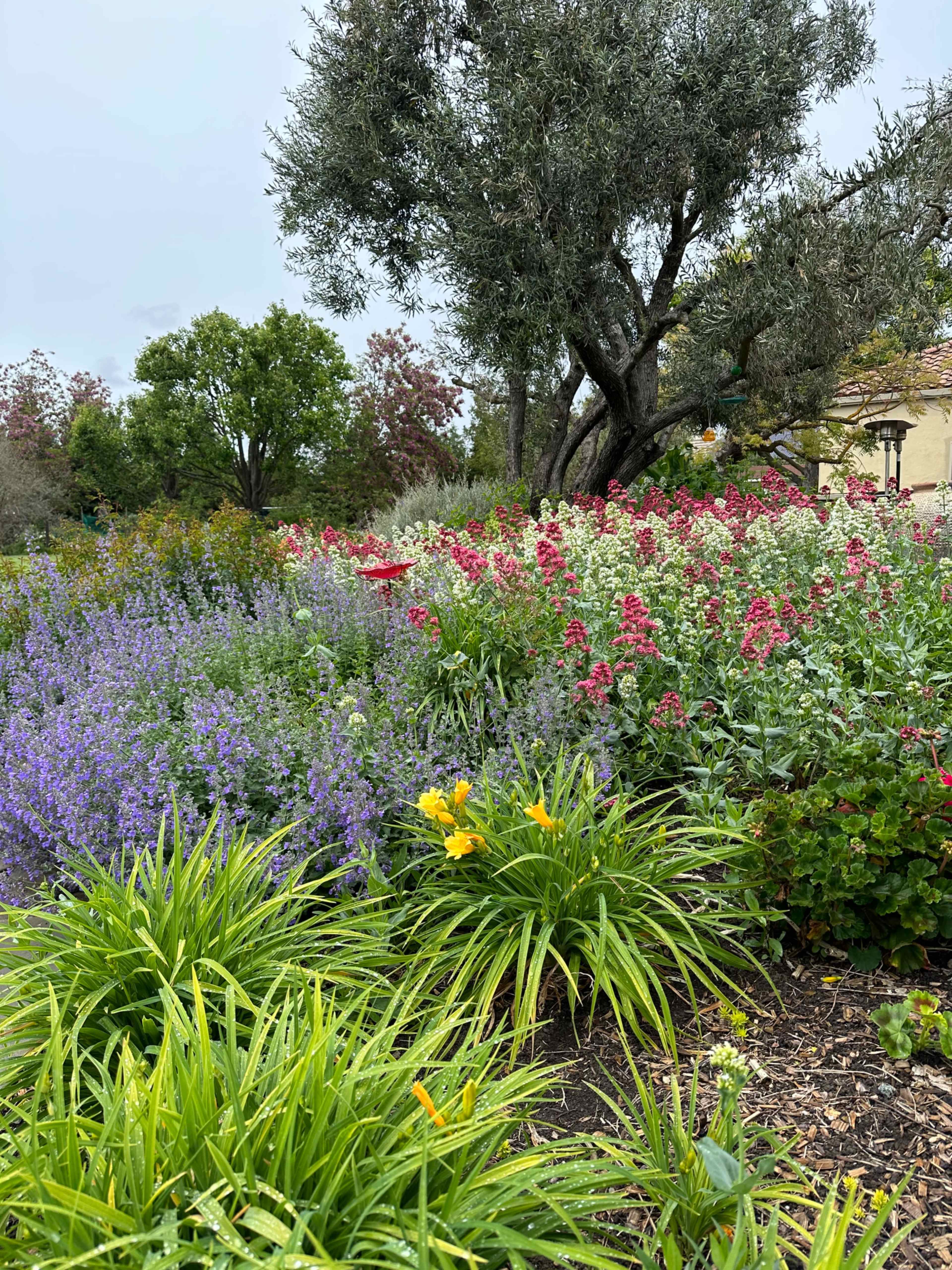 A variety of colorful flowers and plants fill a garden beneath a large olive tree.