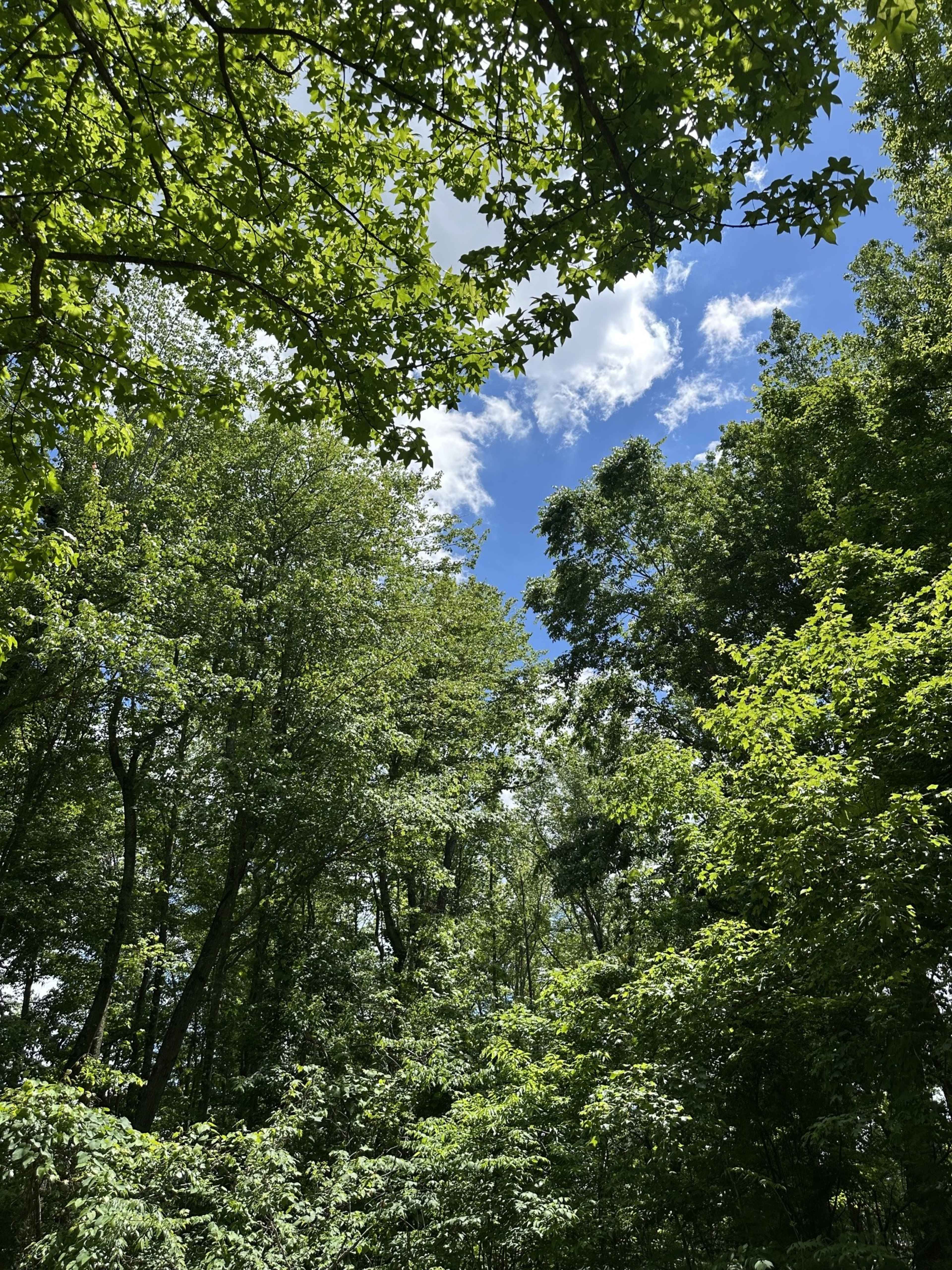 The image shows a view of a forest canopy with green leaves and blue sky visible through the trees.