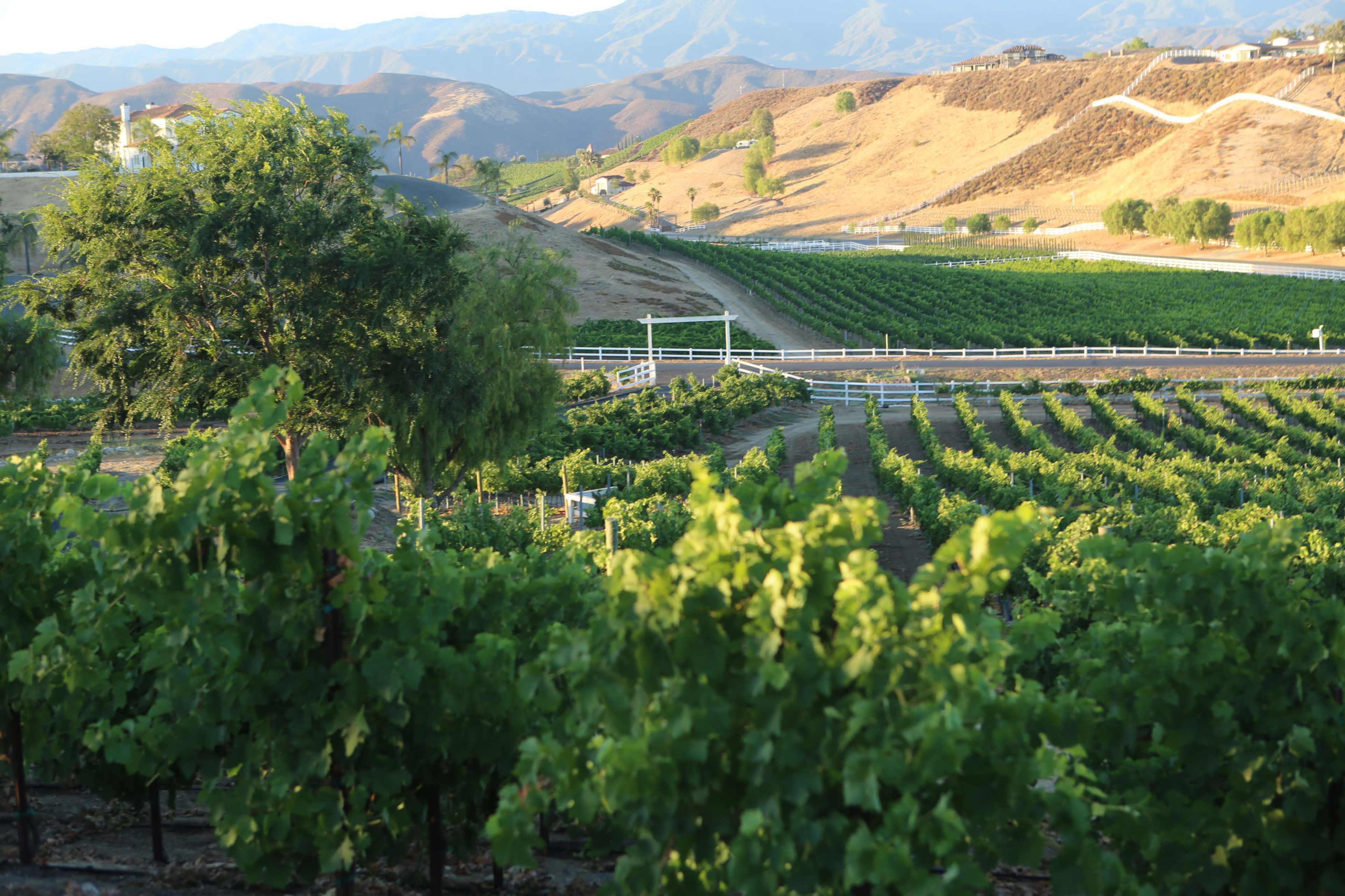 A vineyard with rows of grapevines in the foreground, set against rolling hills and mountains under a clear sky.