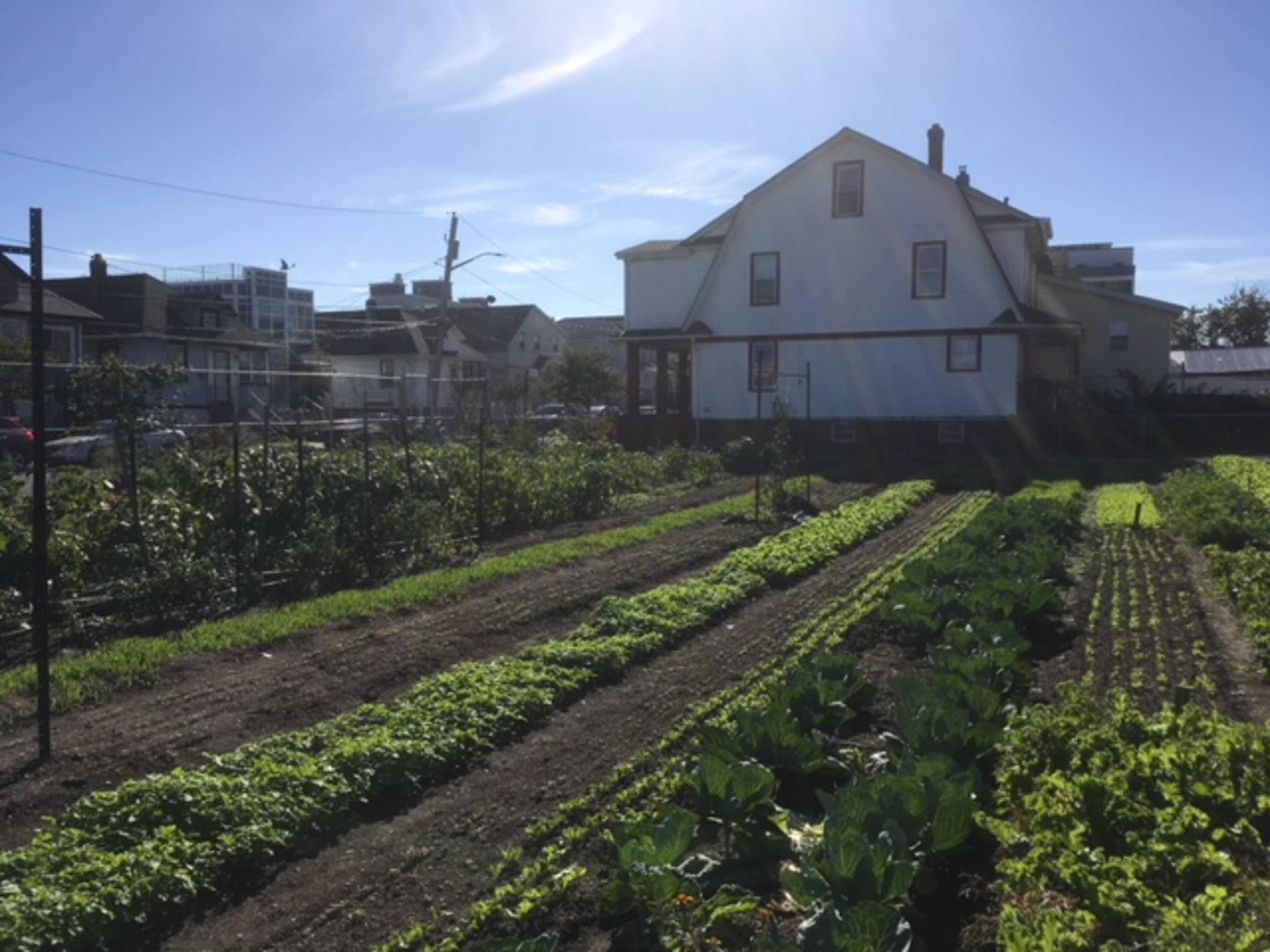A vegetable garden with rows of leafy greens and a two-story house in the background under a clear sky.