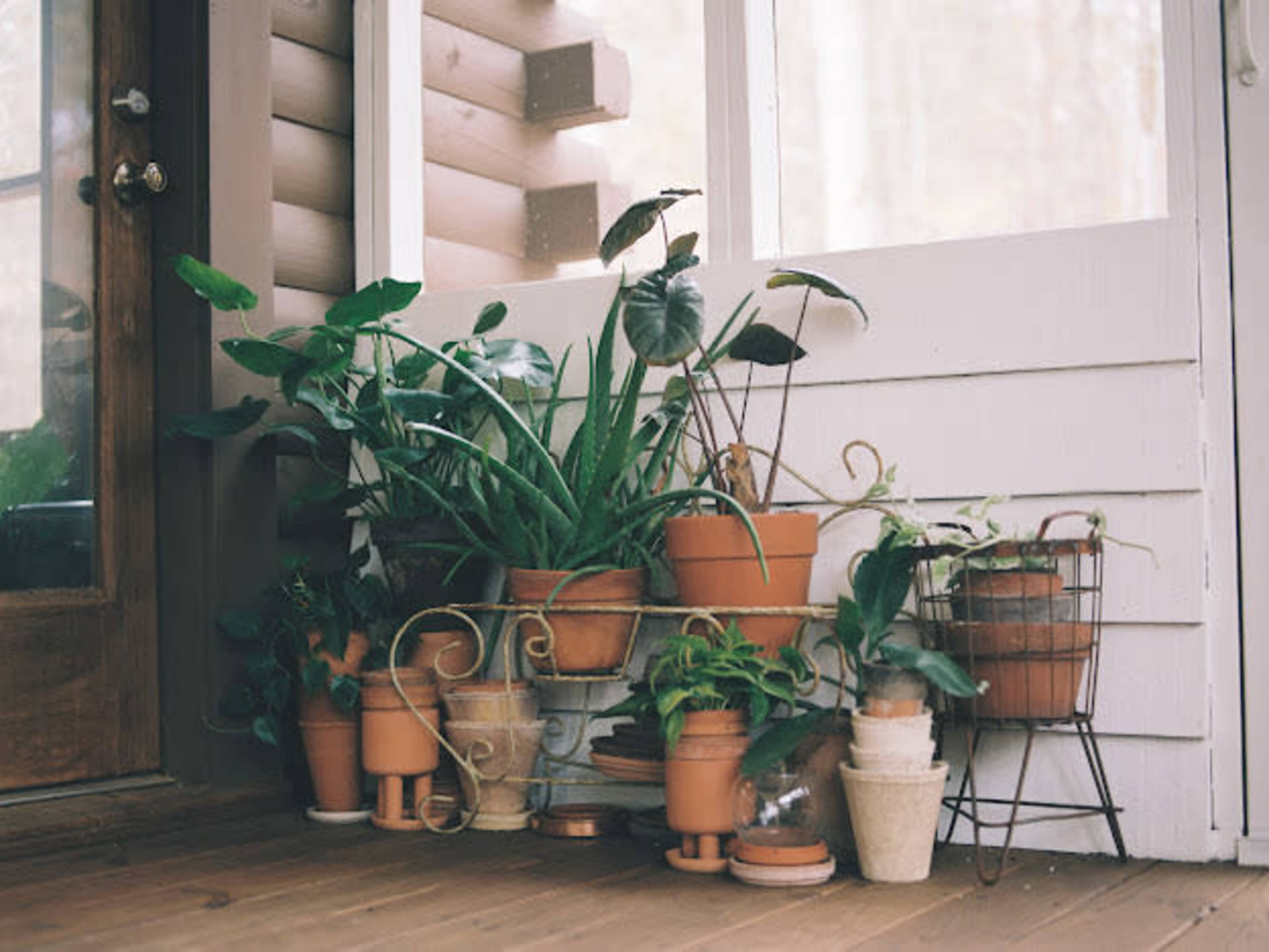 A collection of potted plants in terracotta and metal containers is arranged on a wooden porch near a door and window.