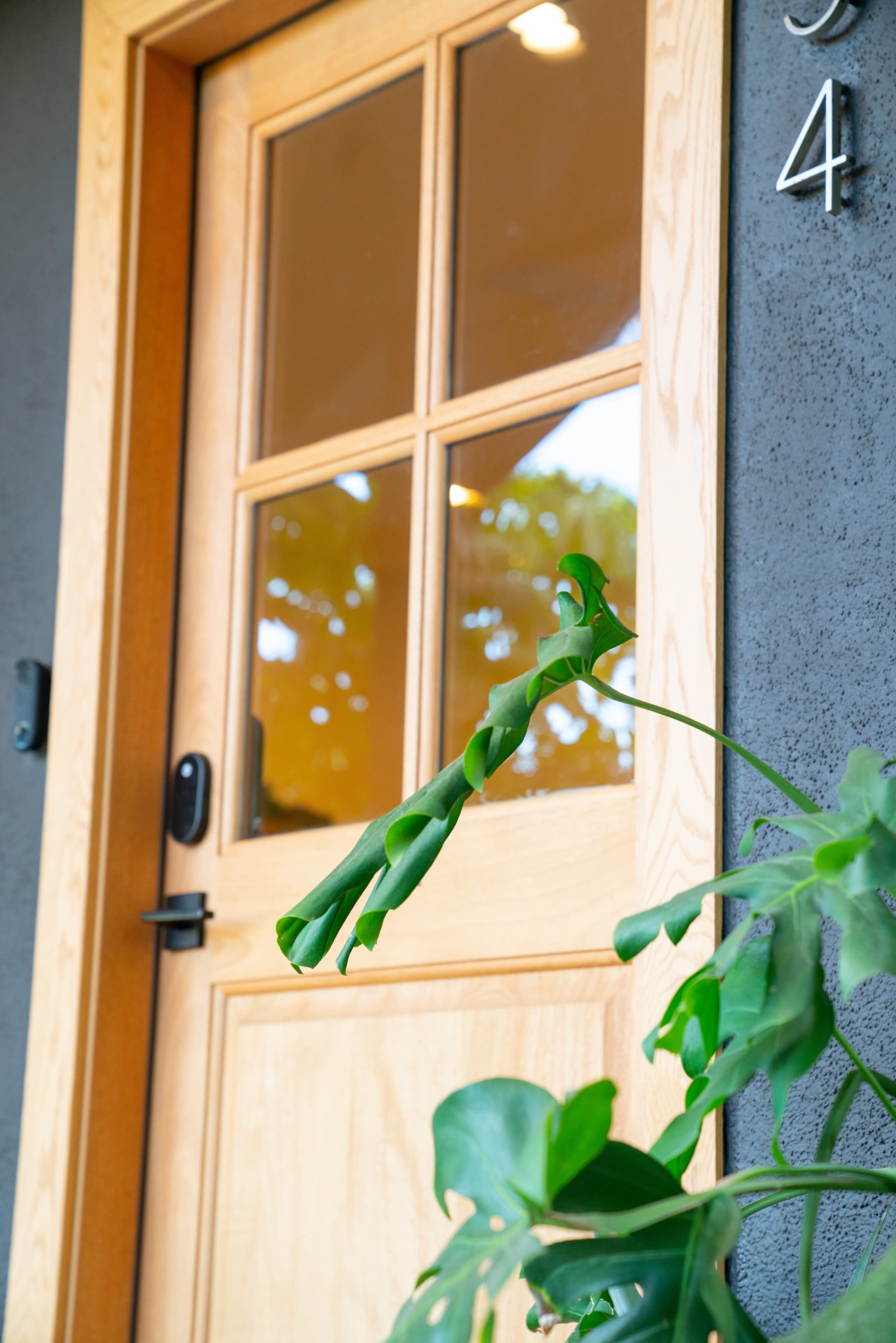 A wooden door with glass panels is framed by a dark wall and a green plant in the foreground.