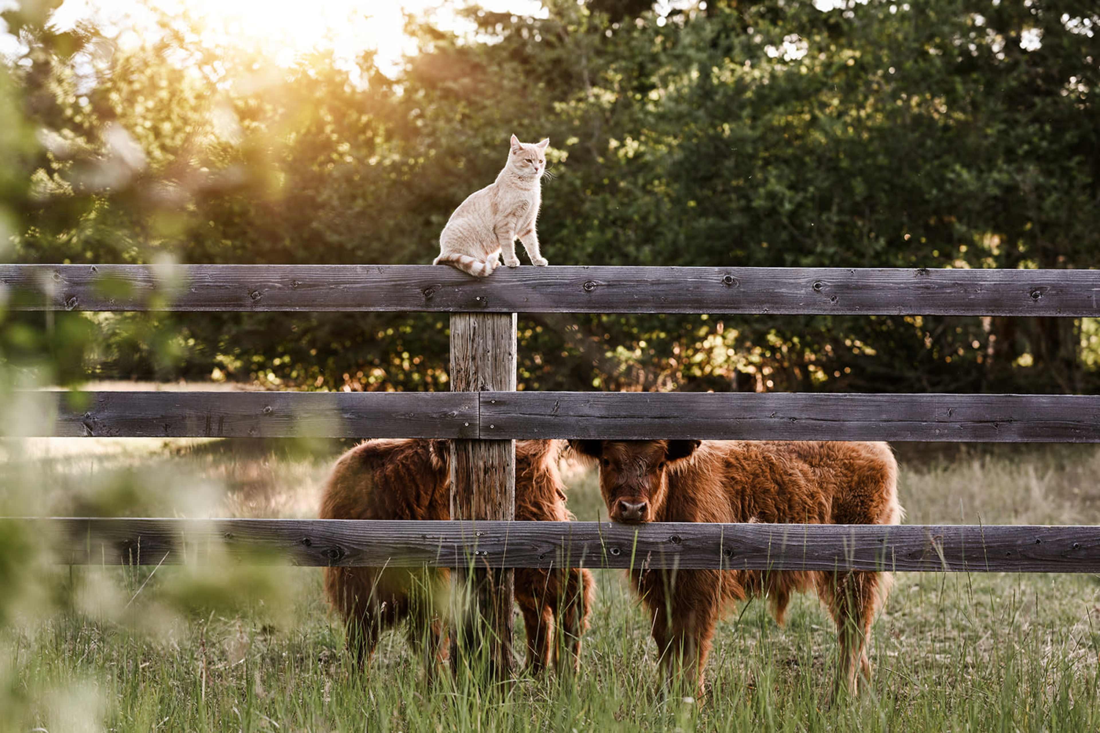 A cat sits on a wooden fence while two Highland cattle graze in a grassy field.