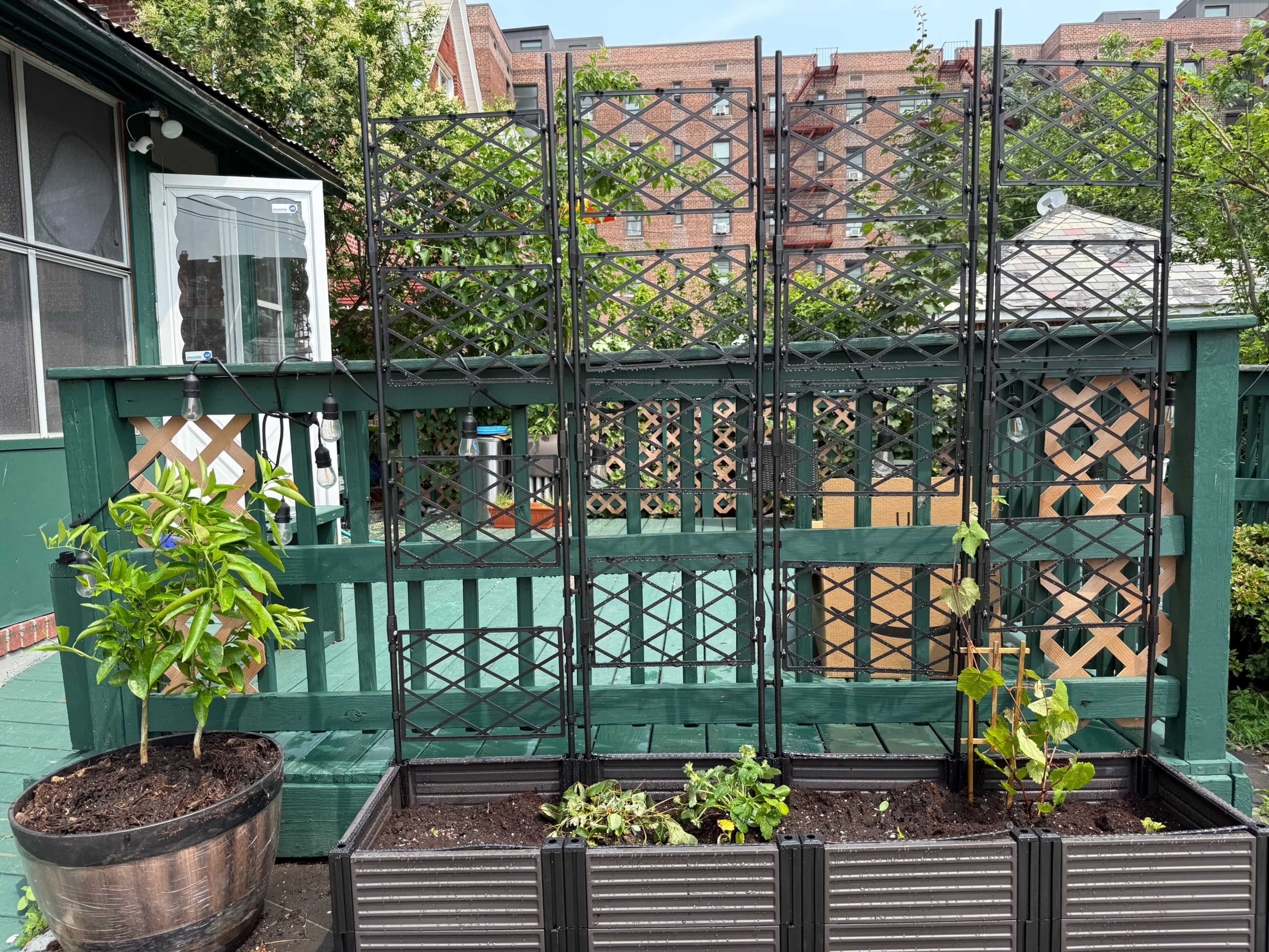 The image shows a garden setup with black trellises on a green deck, surrounded by plants in raised planters.