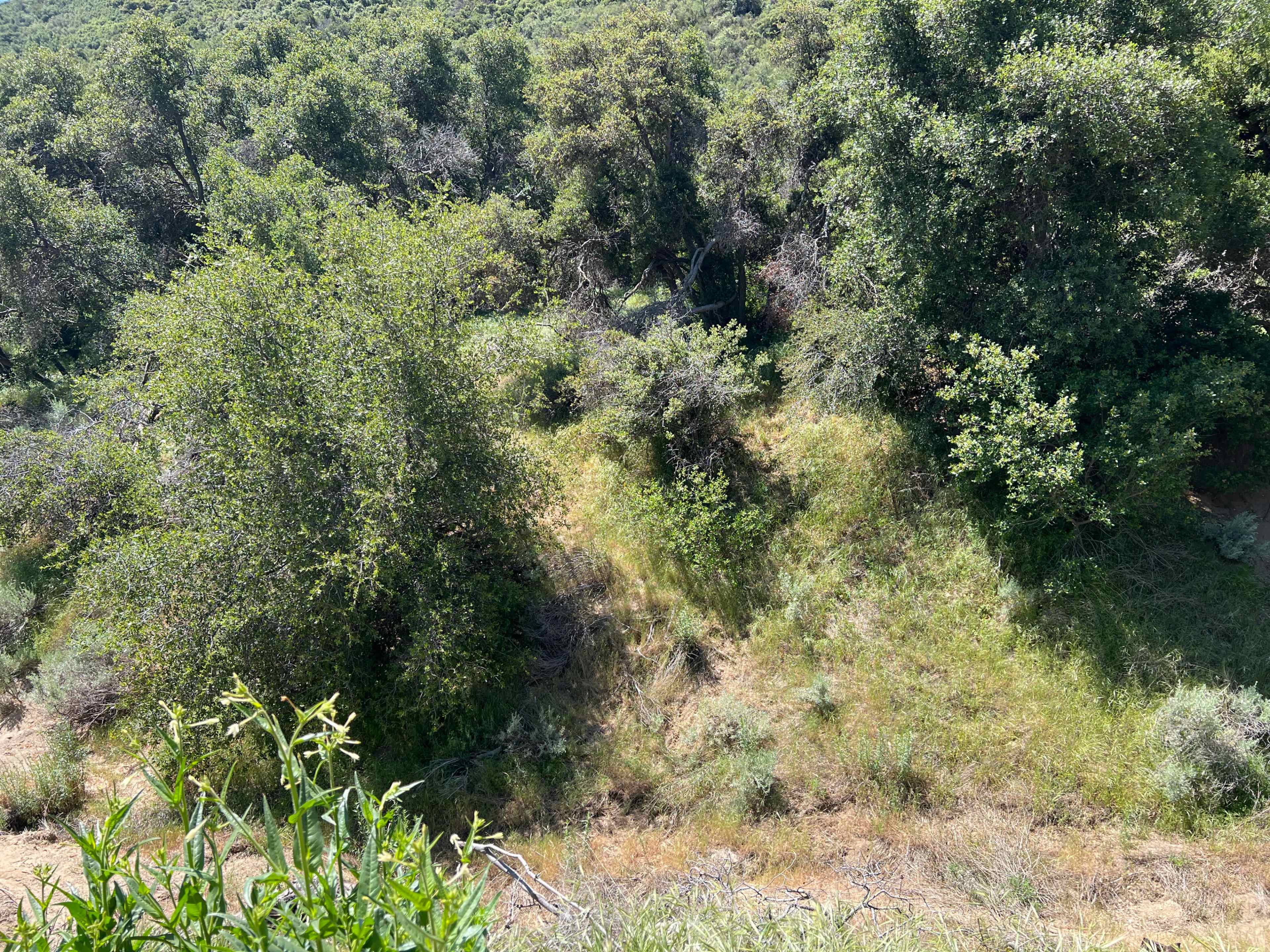 The image shows a densely vegetated area with various trees and shrubs on a hillside.