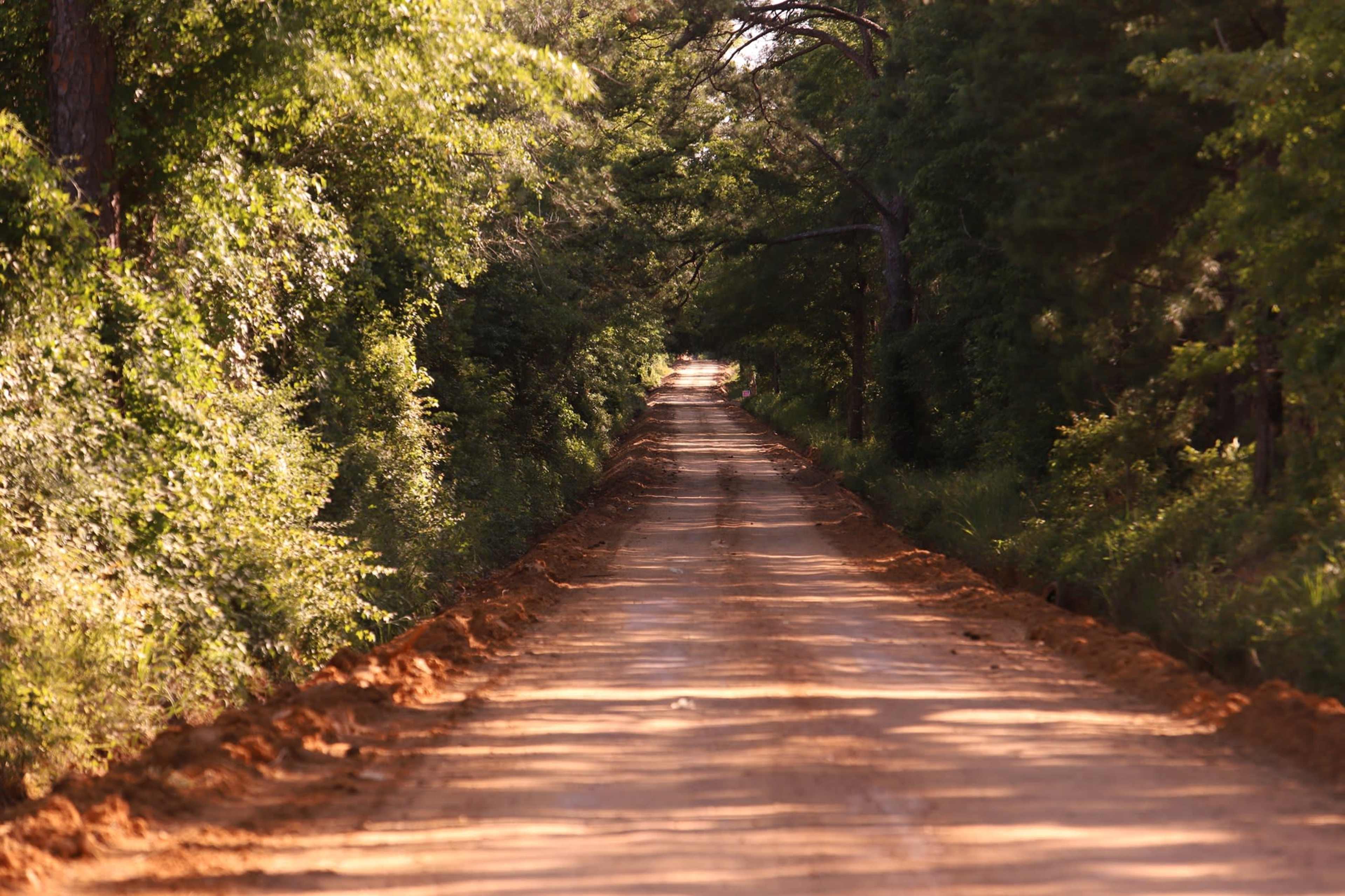 A dirt road stretches through a corridor of trees, flanked by freshly disturbed earth on both sides.