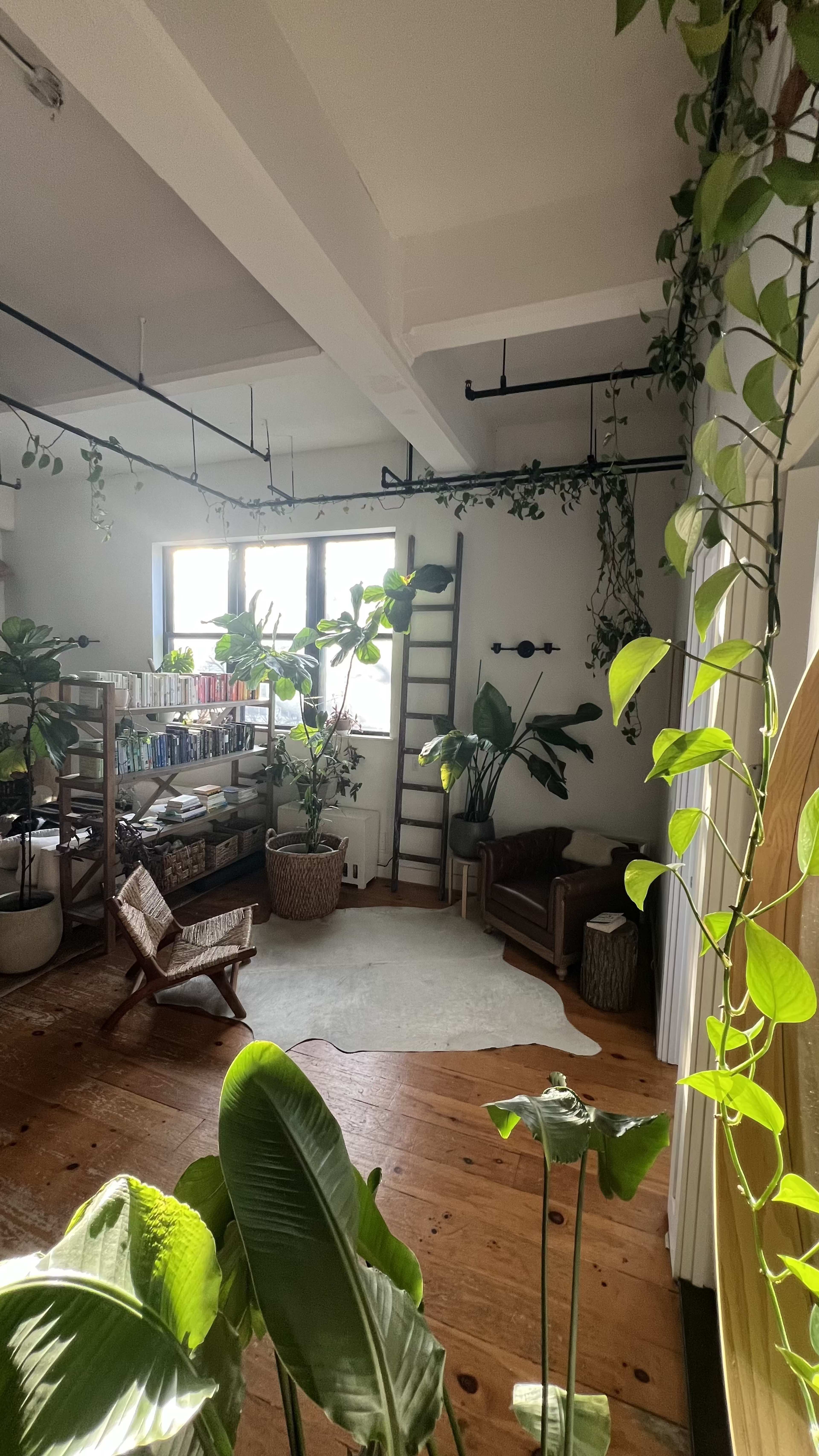 A cozy room features wooden floors, numerous indoor plants, a shelf filled with various items, and a seating area with a ladder and decorative rug.