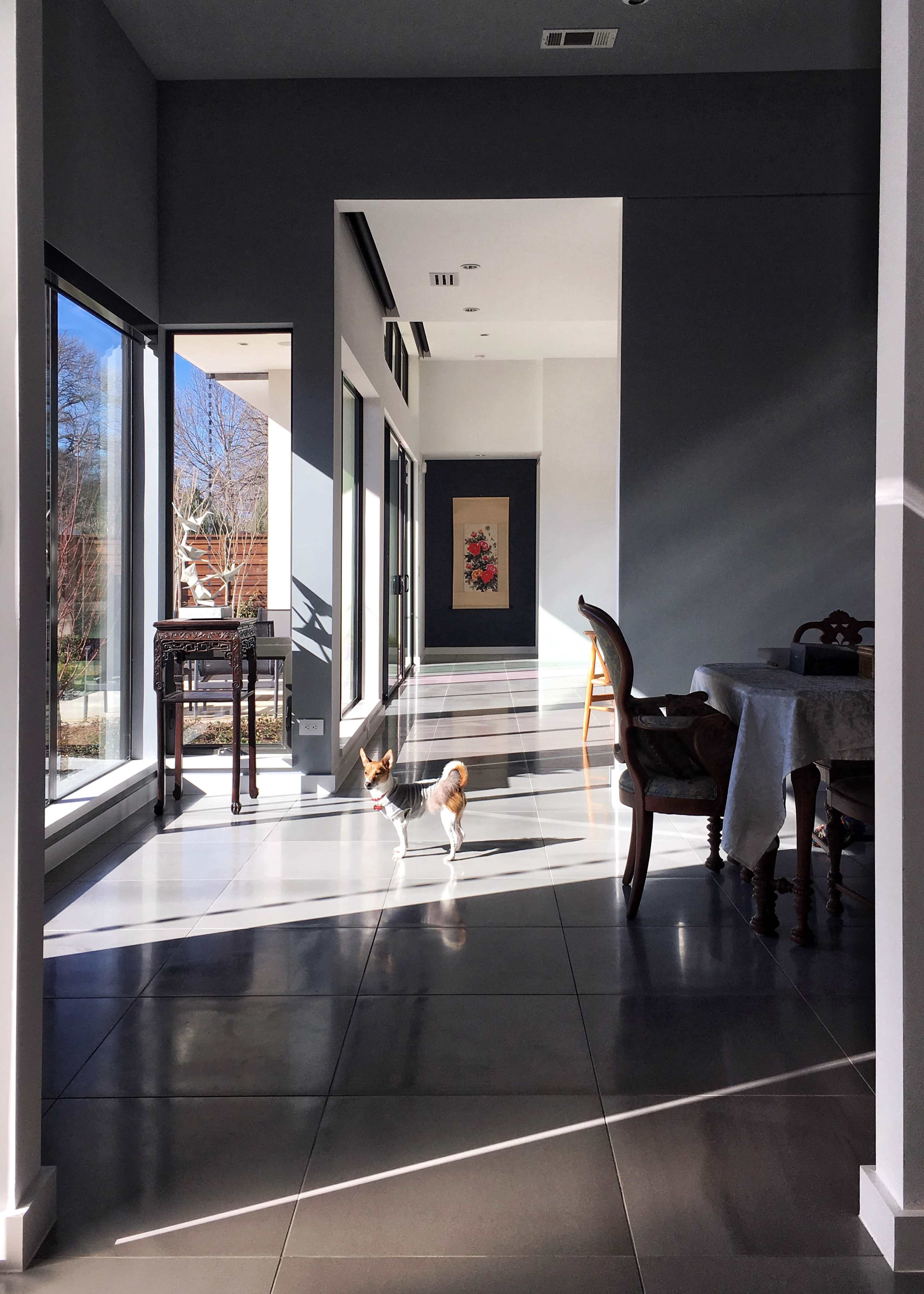 A small dog stands in a sunlit hallway with large windows and a dining area in the background.