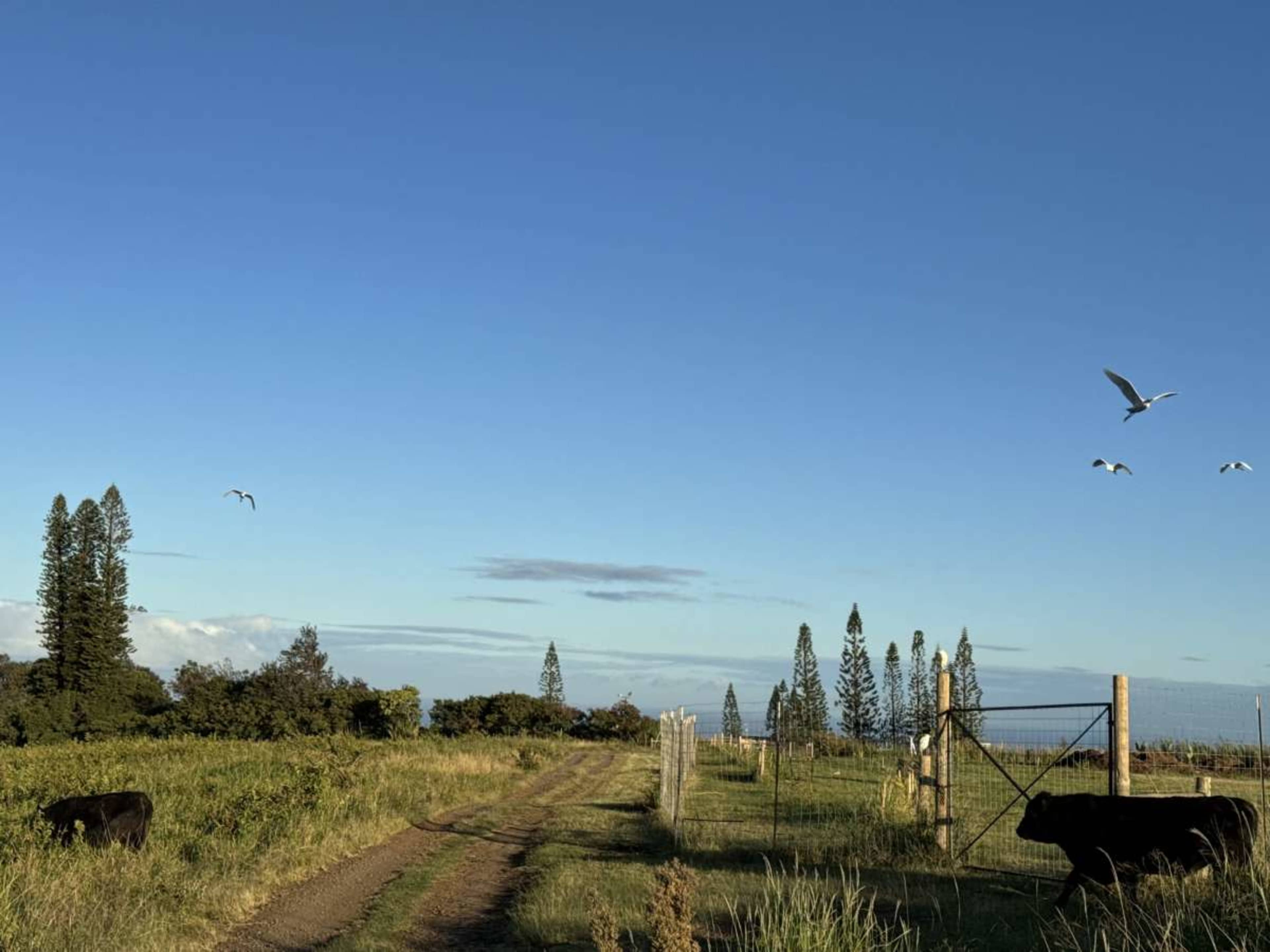 A dirt road leads through a pasture with two cows and several birds flying above, framed by tall trees under a clear sky.
