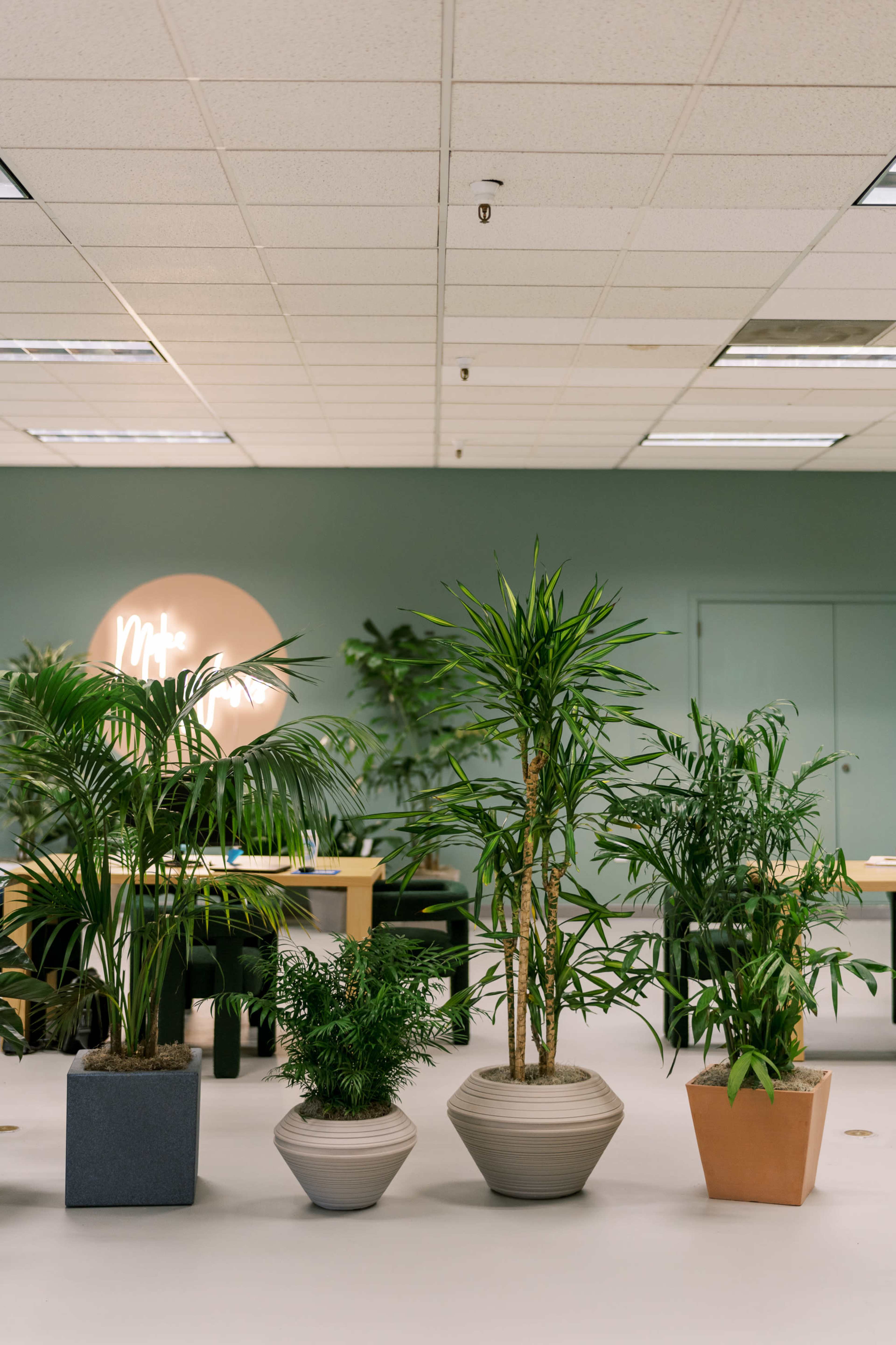 An indoor space with various potted plants arranged between tables, under a sign on the wall that reads "Mr."