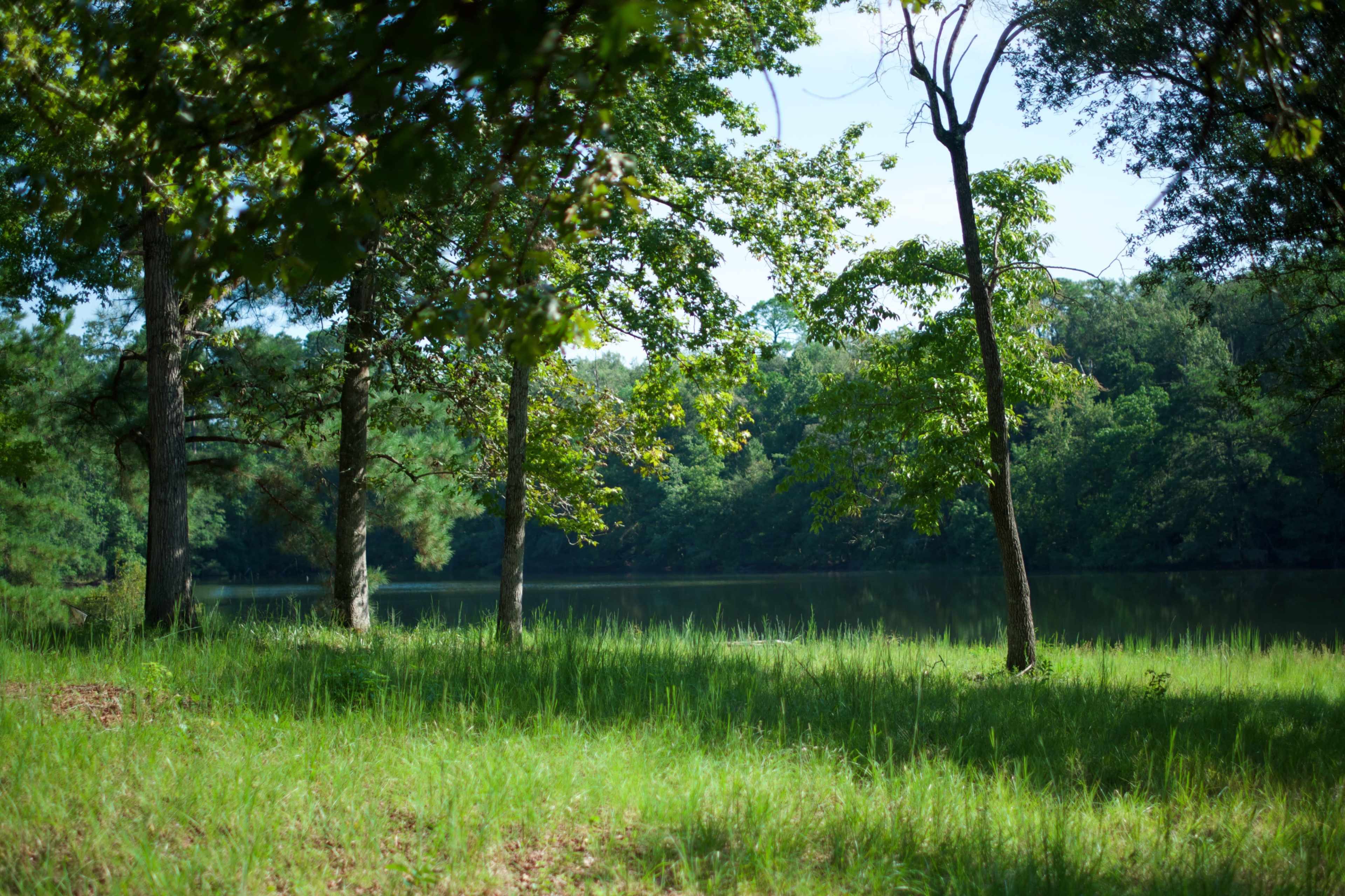A serene landscape features a calm body of water surrounded by trees and tall grass.