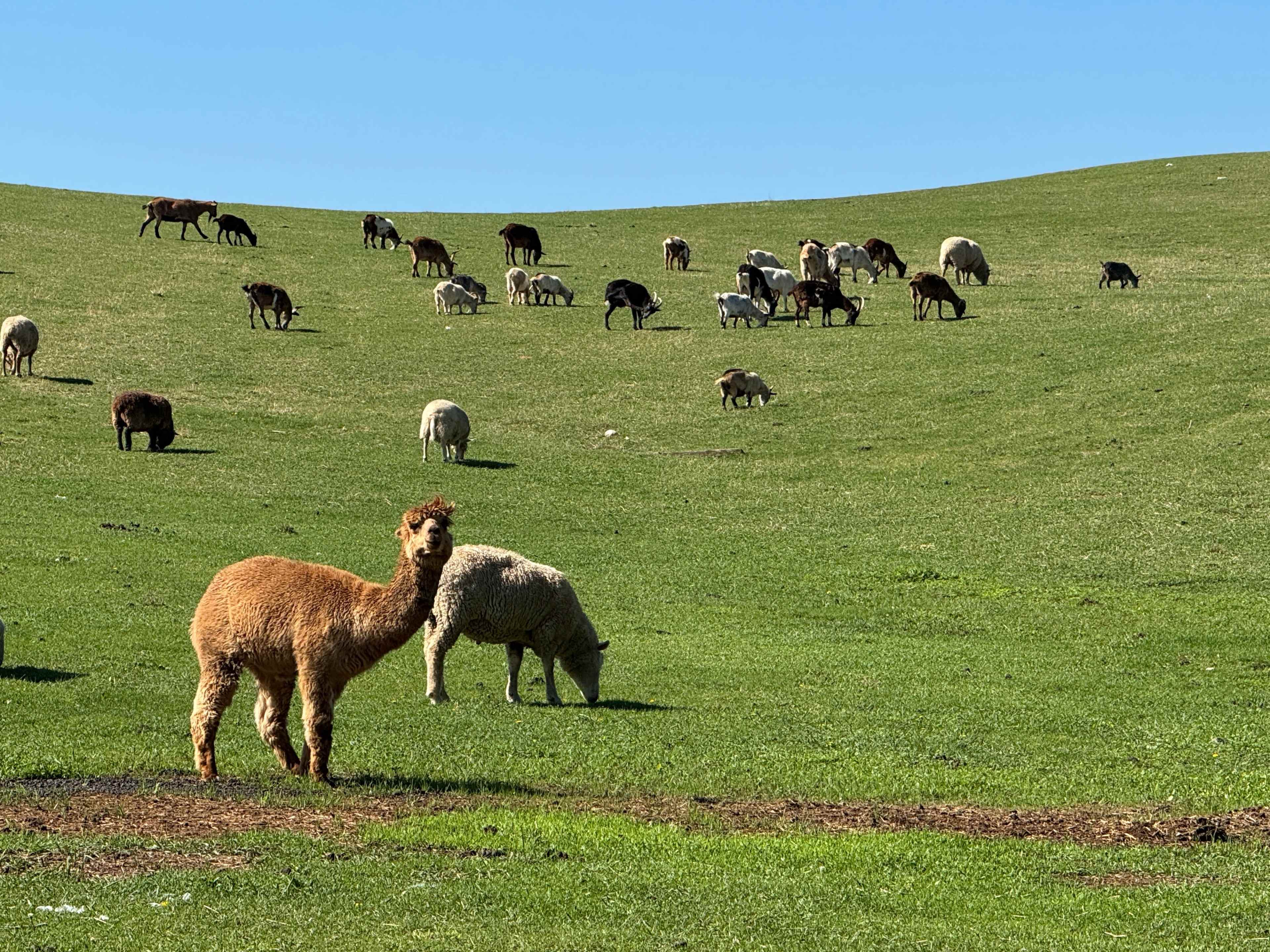 170 acre farm with great views, fields and farm animals Image in Hope, Hope, NJ