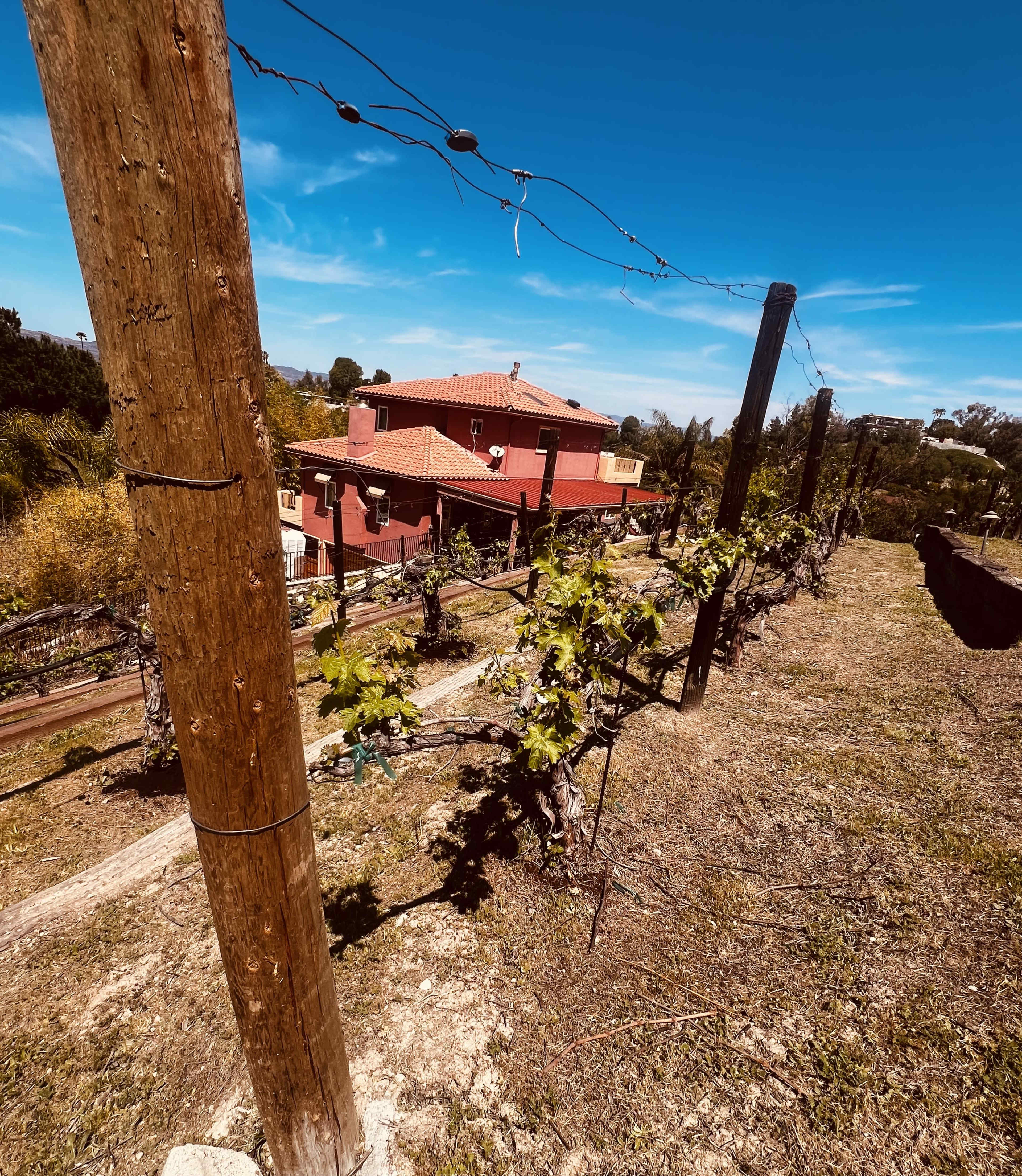 A vineyard with neatly arranged grapevines stretches across a hillside, leading to a red house in the background under a clear blue sky.
