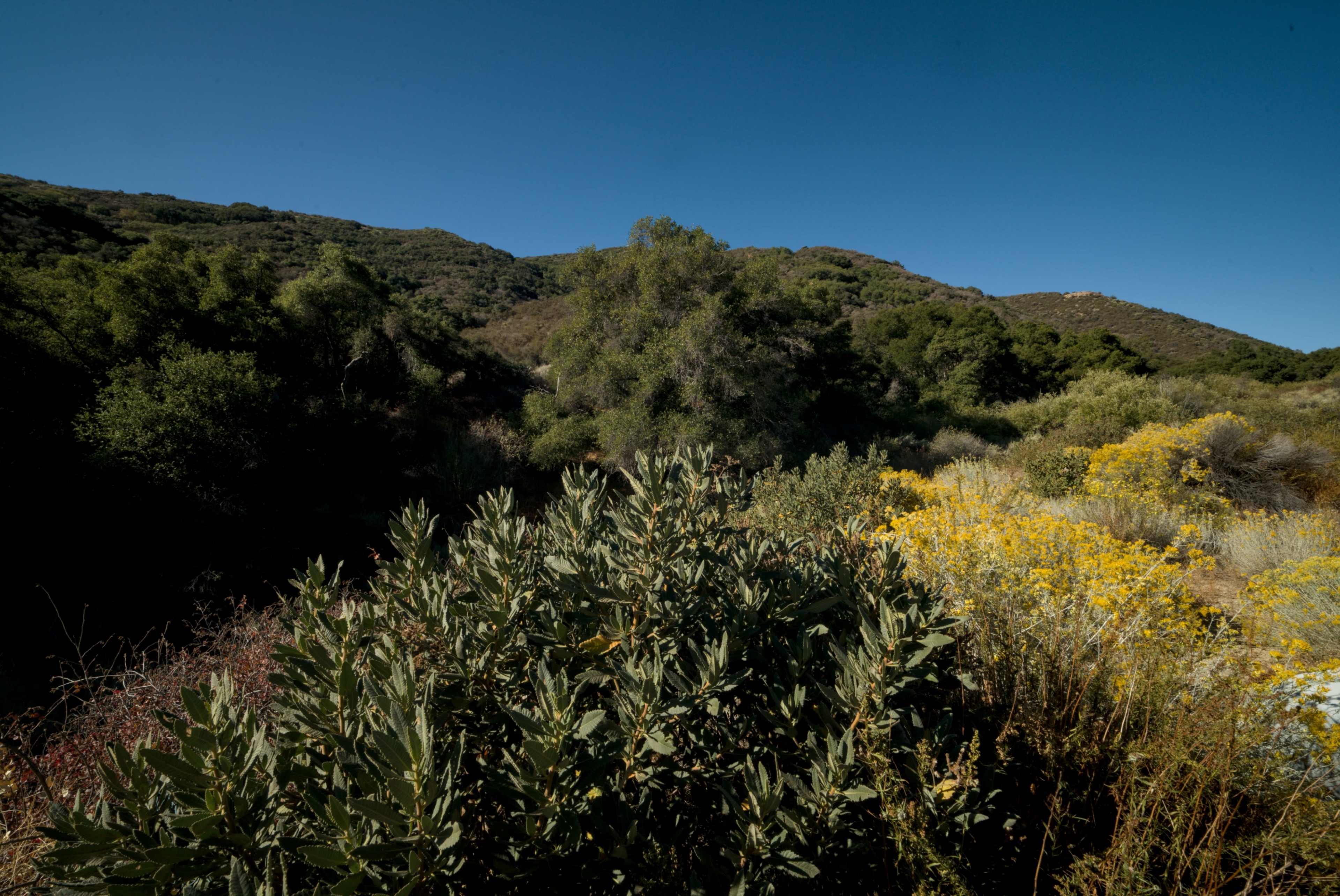 Expansive Mountain/Forest/Woods/Desert Backdrops Image in Leona Valley, Leona Valley, CA