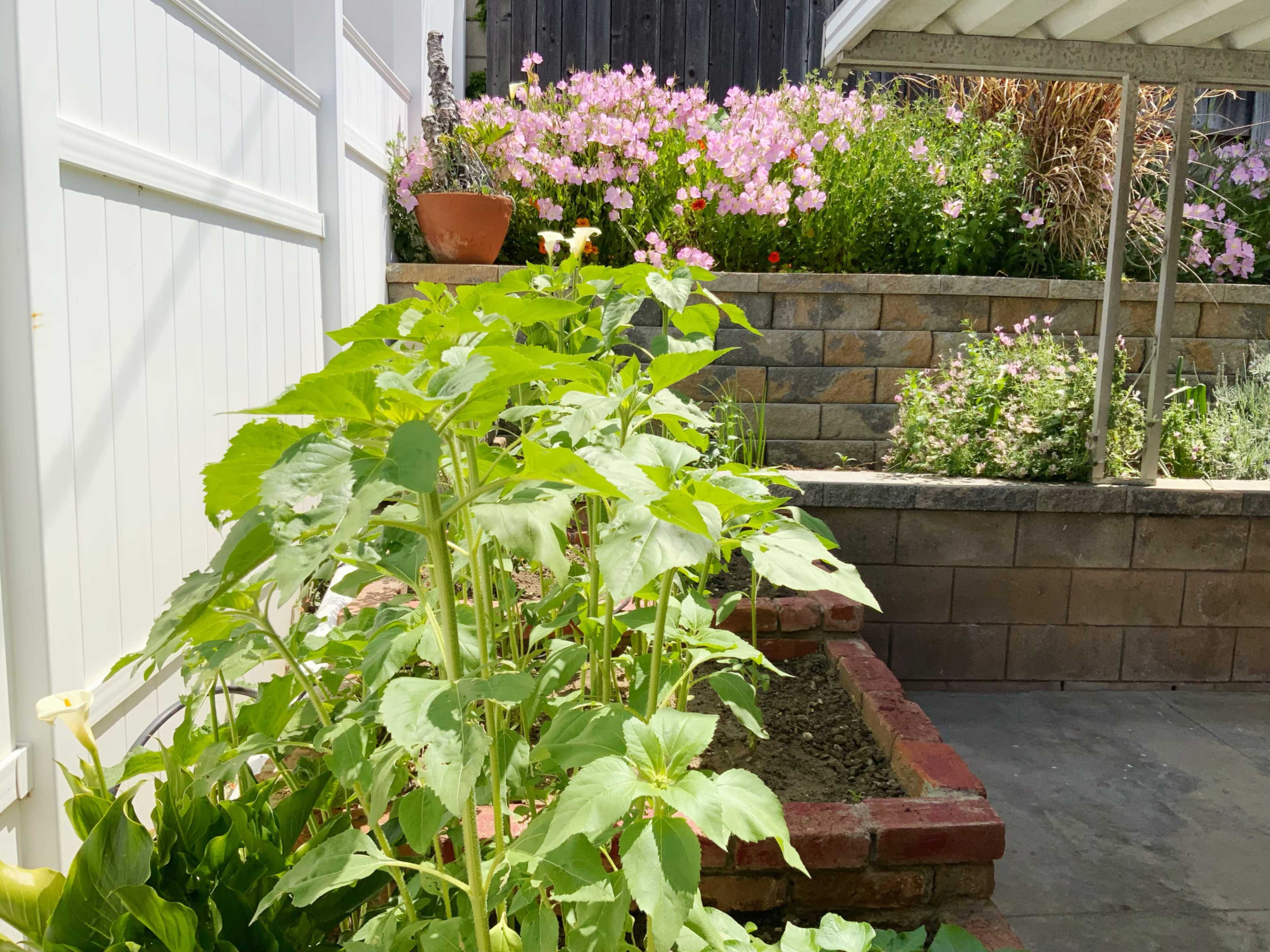 A garden bed featuring young sunflower plants in the foreground and blooming flowers in pots and raised beds in the background.