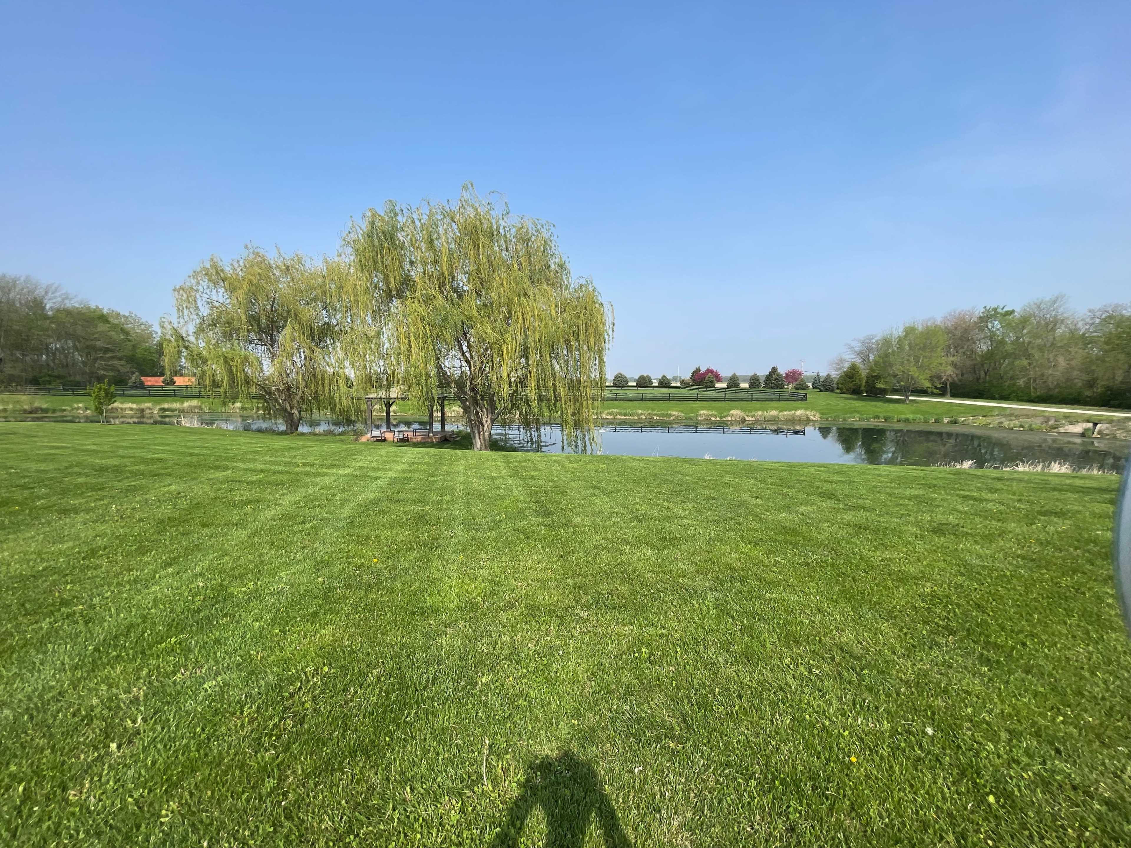 A willow tree stands by a calm pond, surrounded by green grass and distant trees under a clear blue sky.