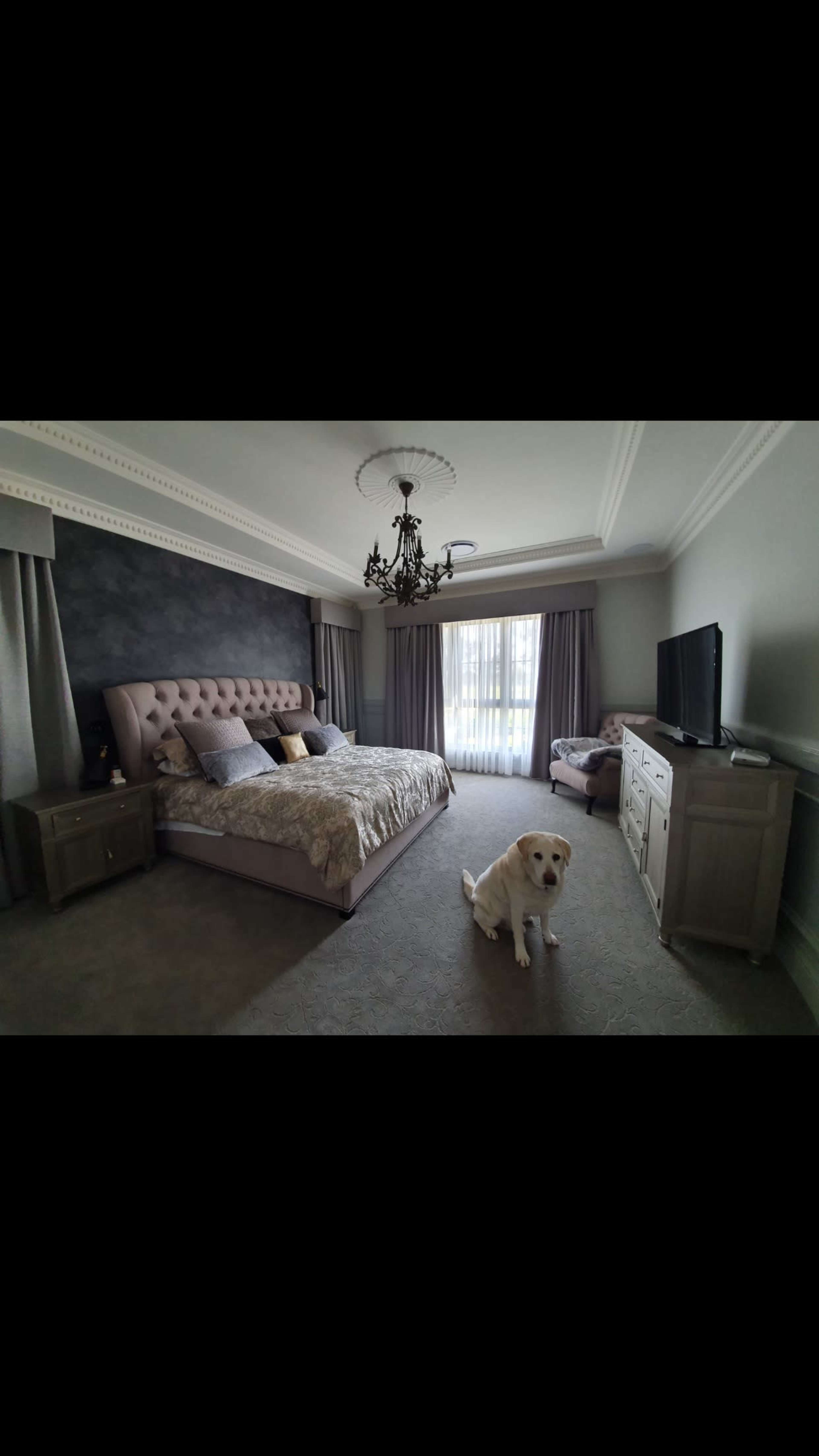 A spacious bedroom features a large bed with a tufted headboard, a television on a dresser, and a dog sitting on the carpet beside the bed.