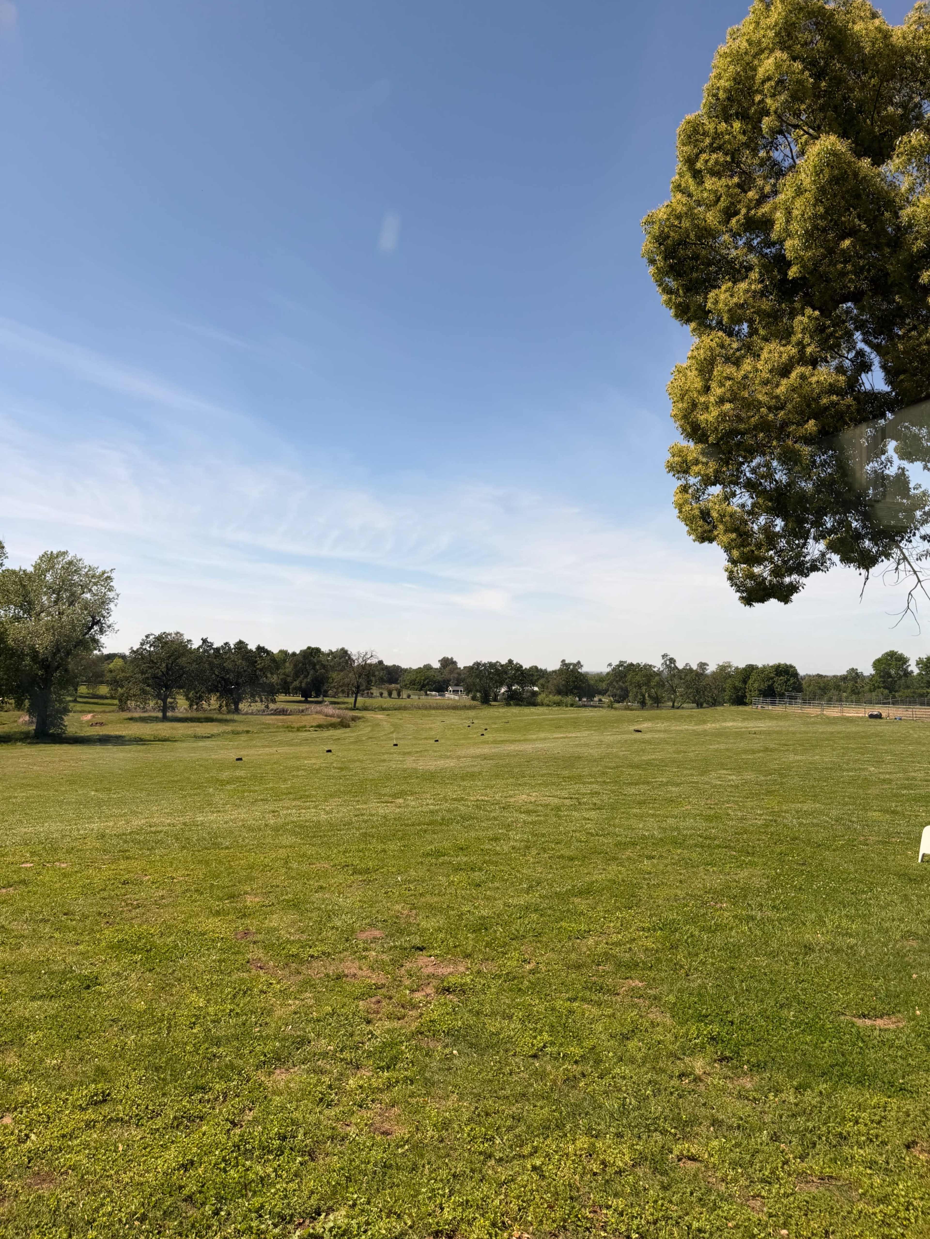 A clear blue sky stretches over an open grassy field with a few scattered trees in the background.