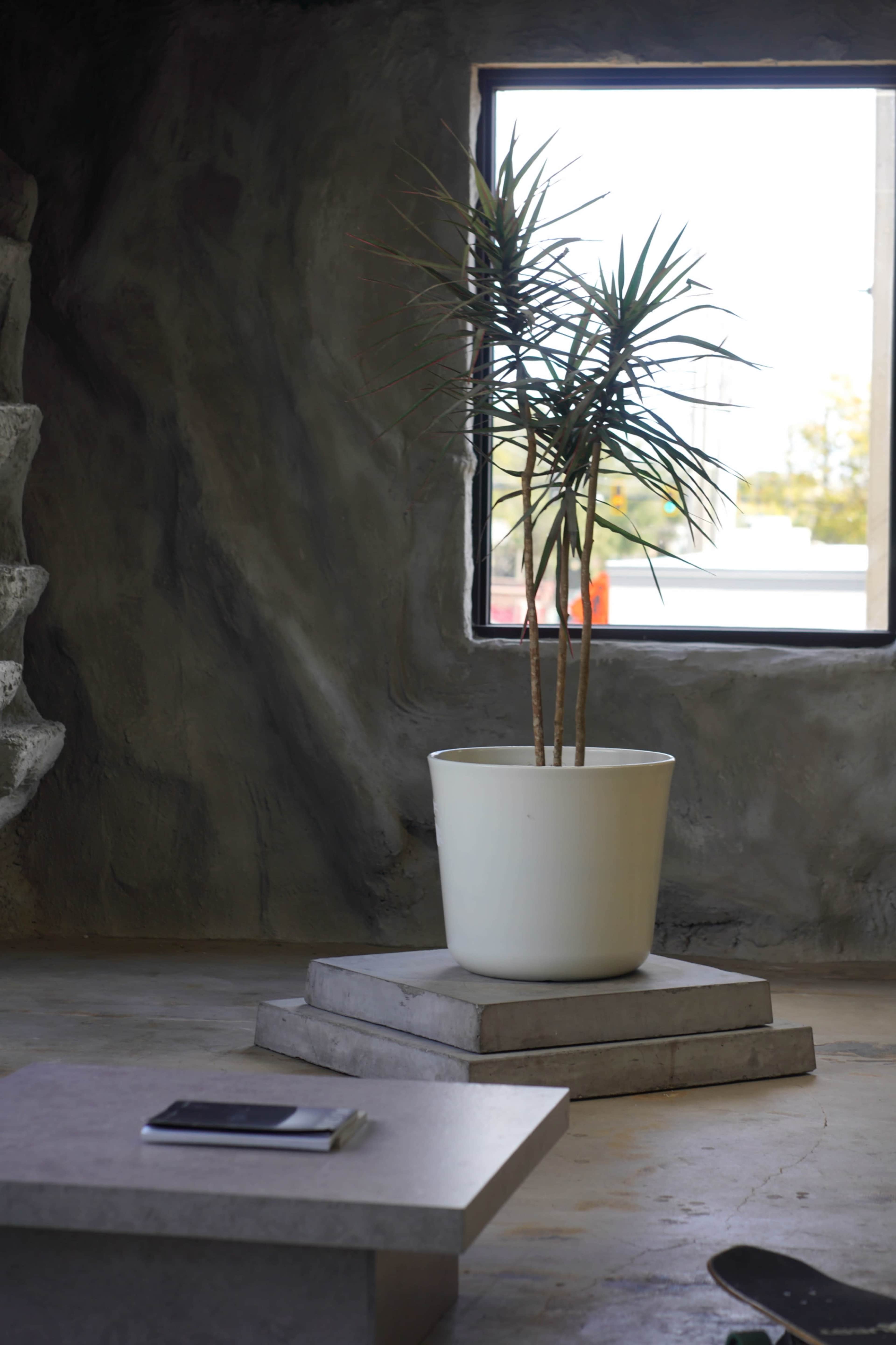 A small indoor plant is situated in a white pot on a concrete stand, next to a large window set into a textured wall.