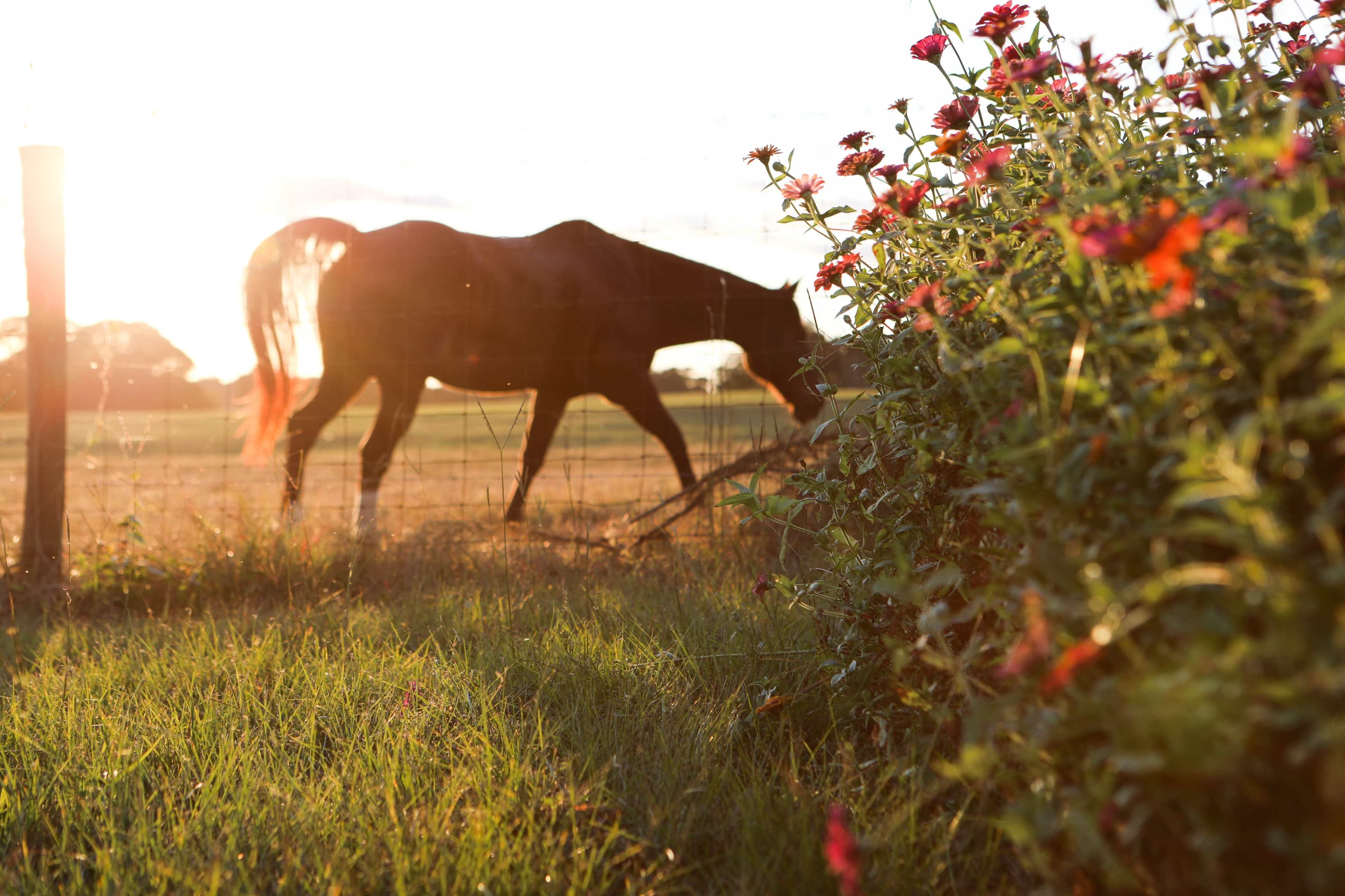 A horse grazes near a flower garden in the late afternoon sunlight.
