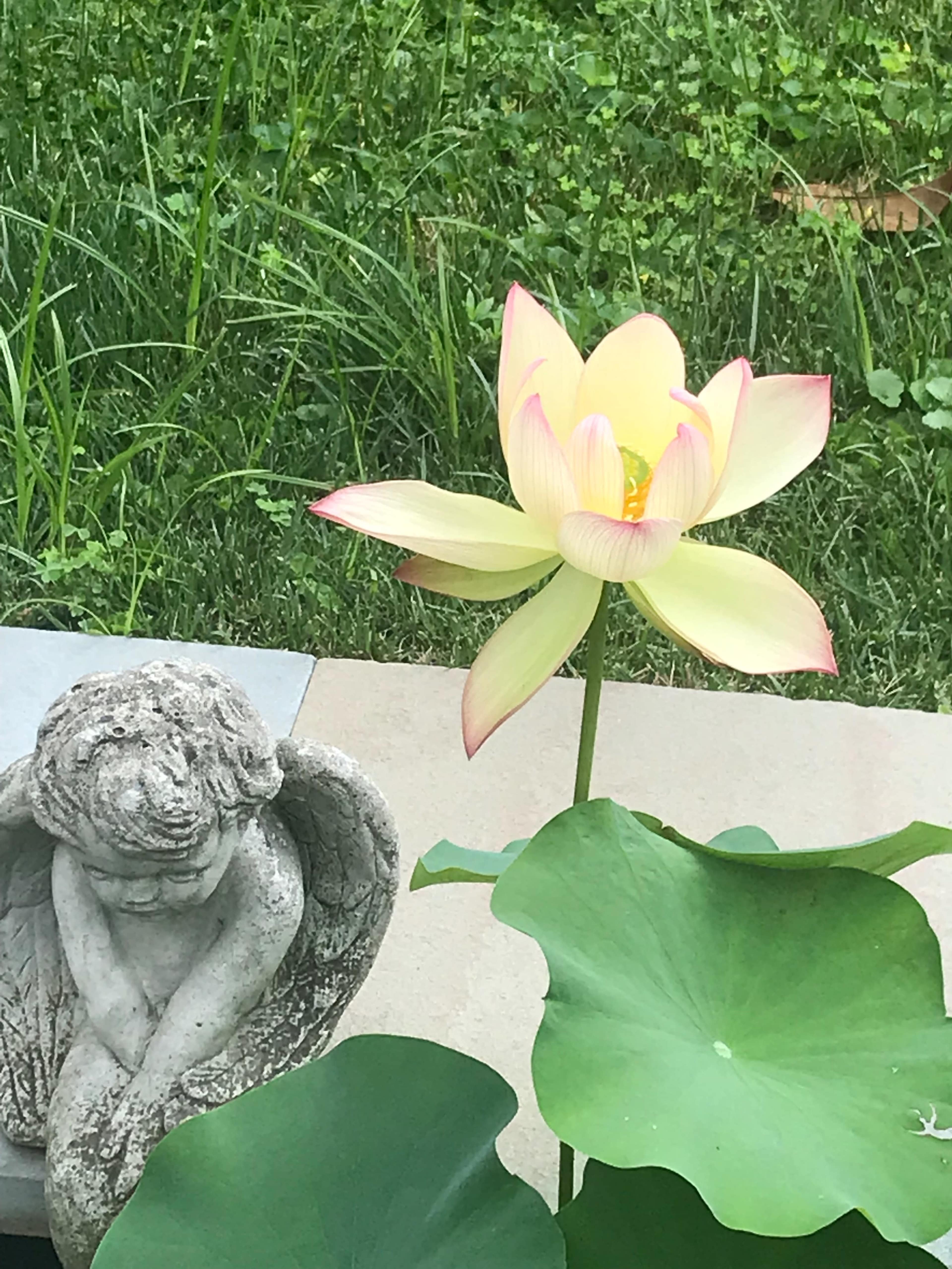 A yellow lotus flower blooms beside a stone angel statue in a grassy setting.