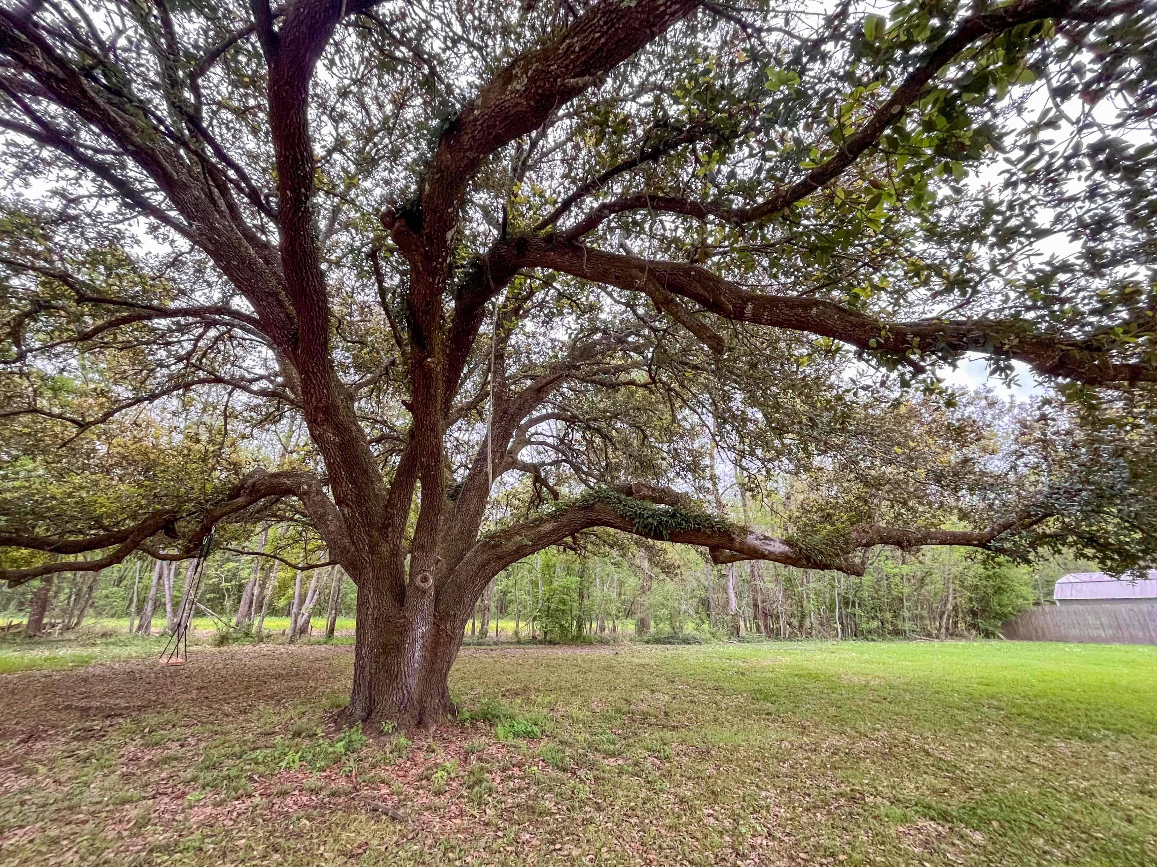 A large tree with sprawling branches stands in a grassy area, surrounded by other trees in the background.