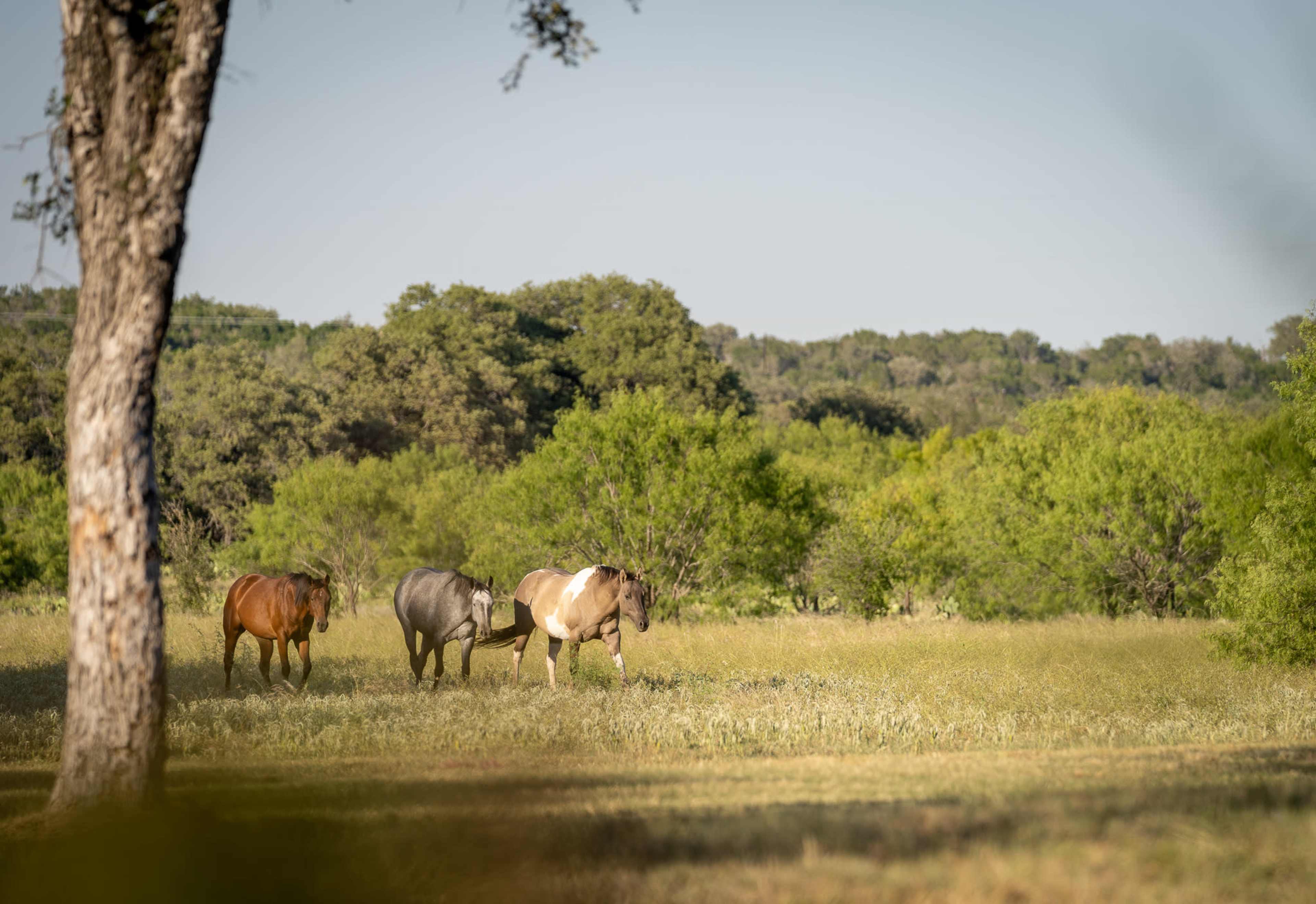 Three horses graze in a green pasture surrounded by trees.