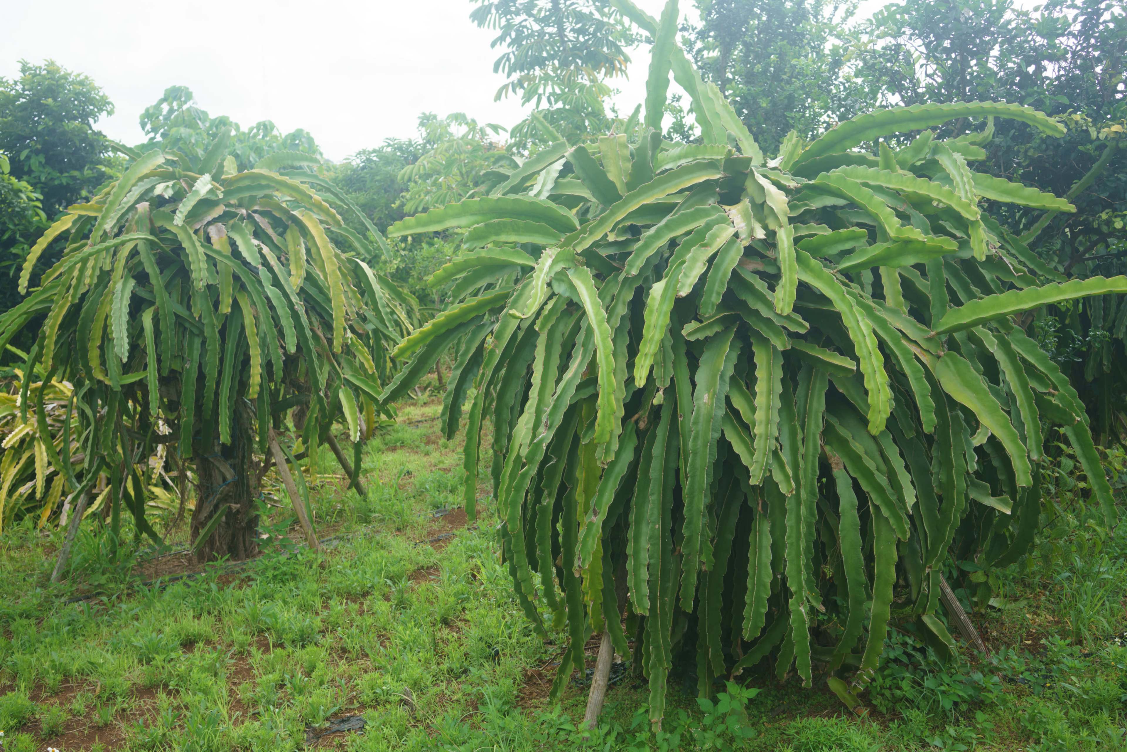 Two dragon fruit plants with long, narrow leaves growing in a green field.