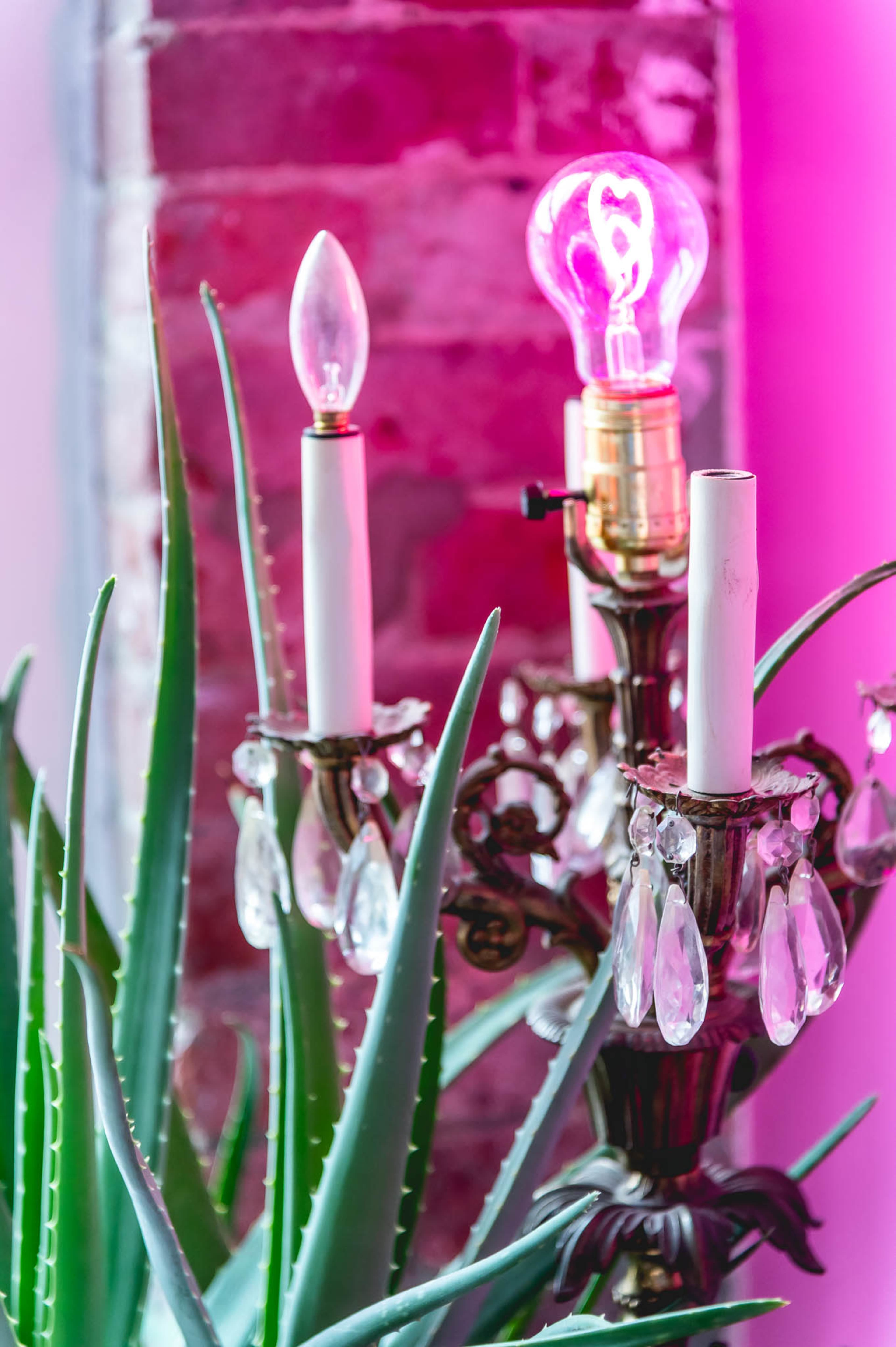 A decorative lamp with a pink bulb is placed near a brick wall and surrounded by aloe vera plants.
