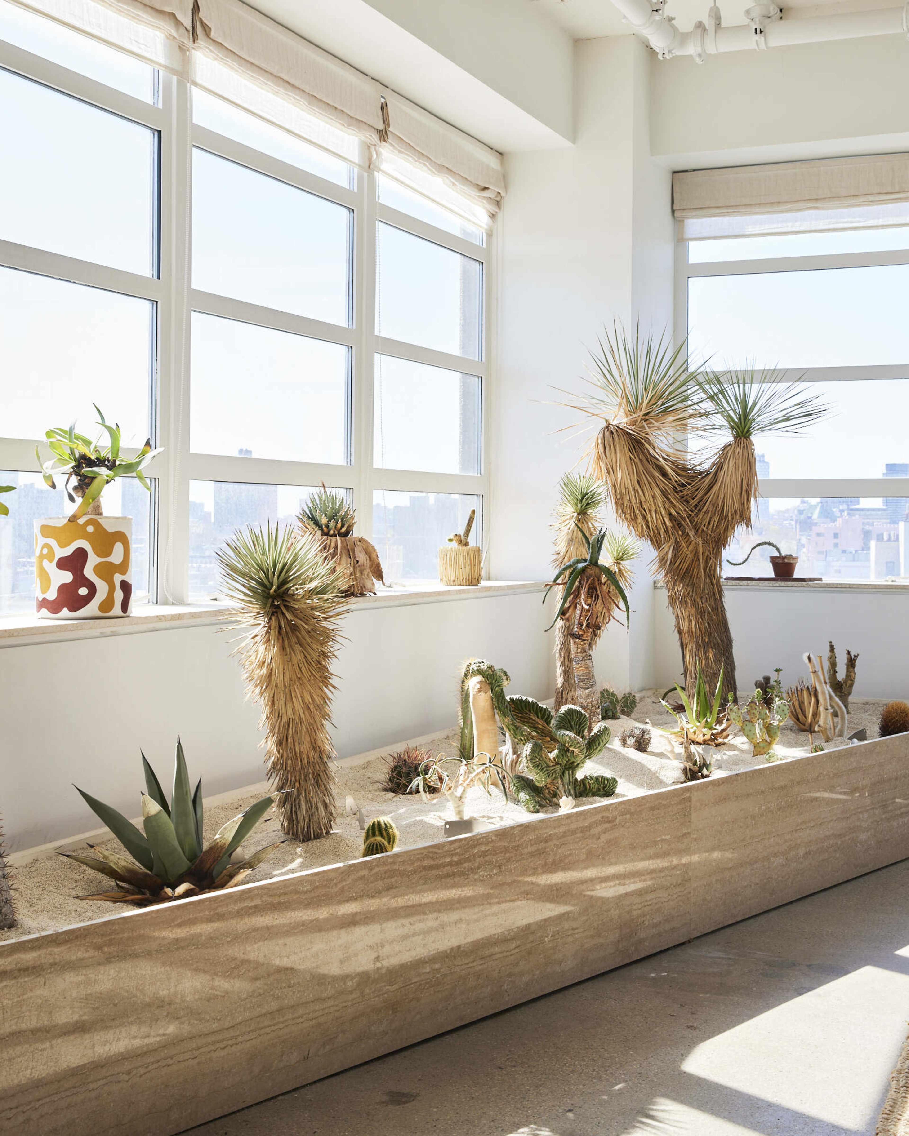 The image shows a brightly lit room featuring a large planter filled with various cacti and succulents, situated near a window with city views.