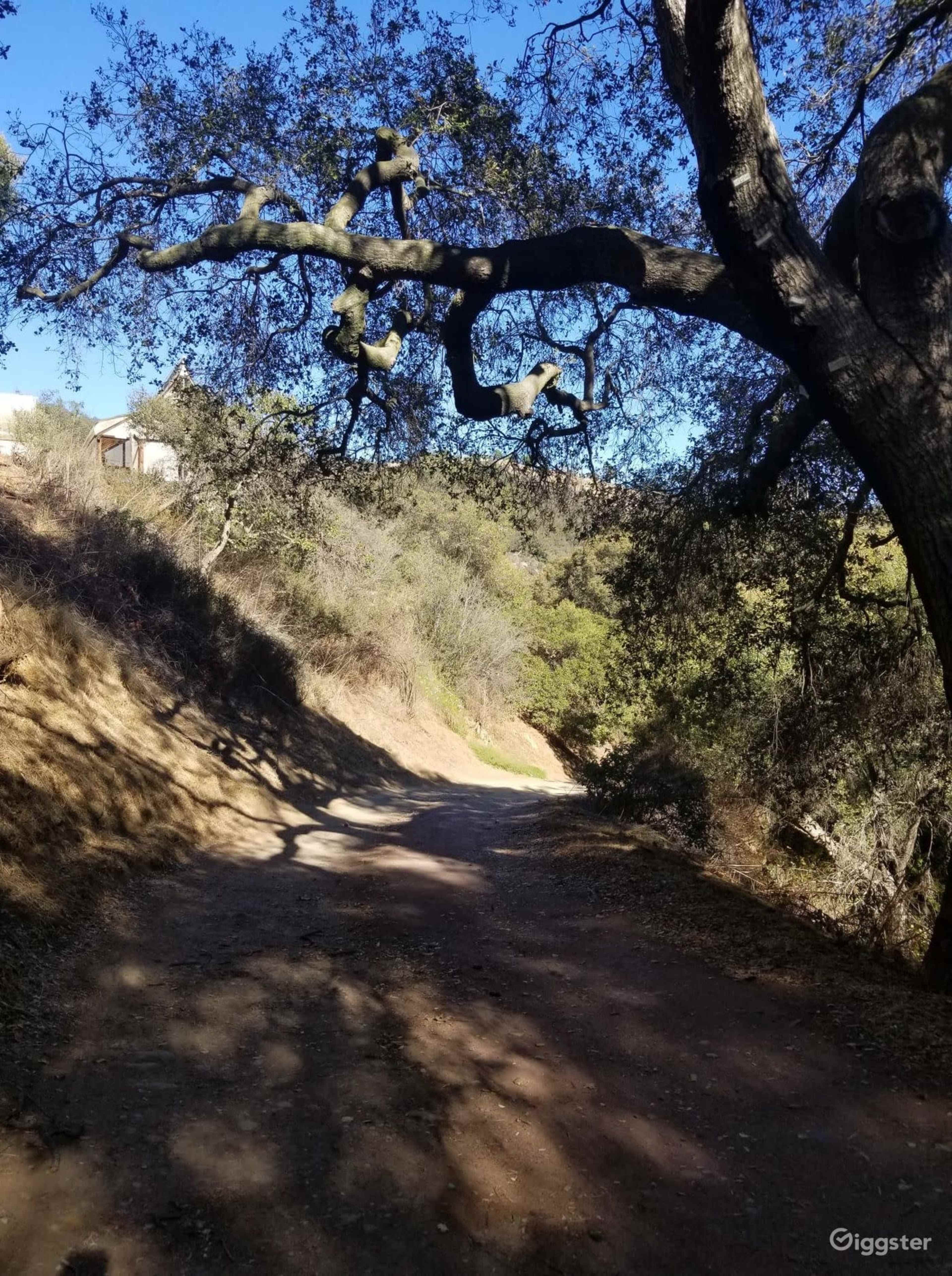 A dirt path winds through a wooded area with oak trees and underbrush along the sides.
